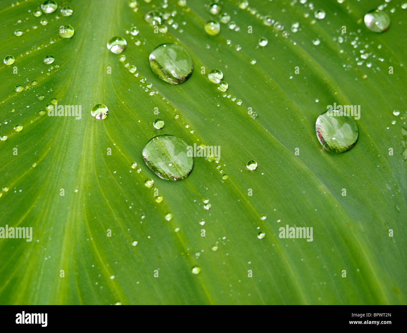 Water drops on a large green leaf after a rain in Central Park Stock Photo