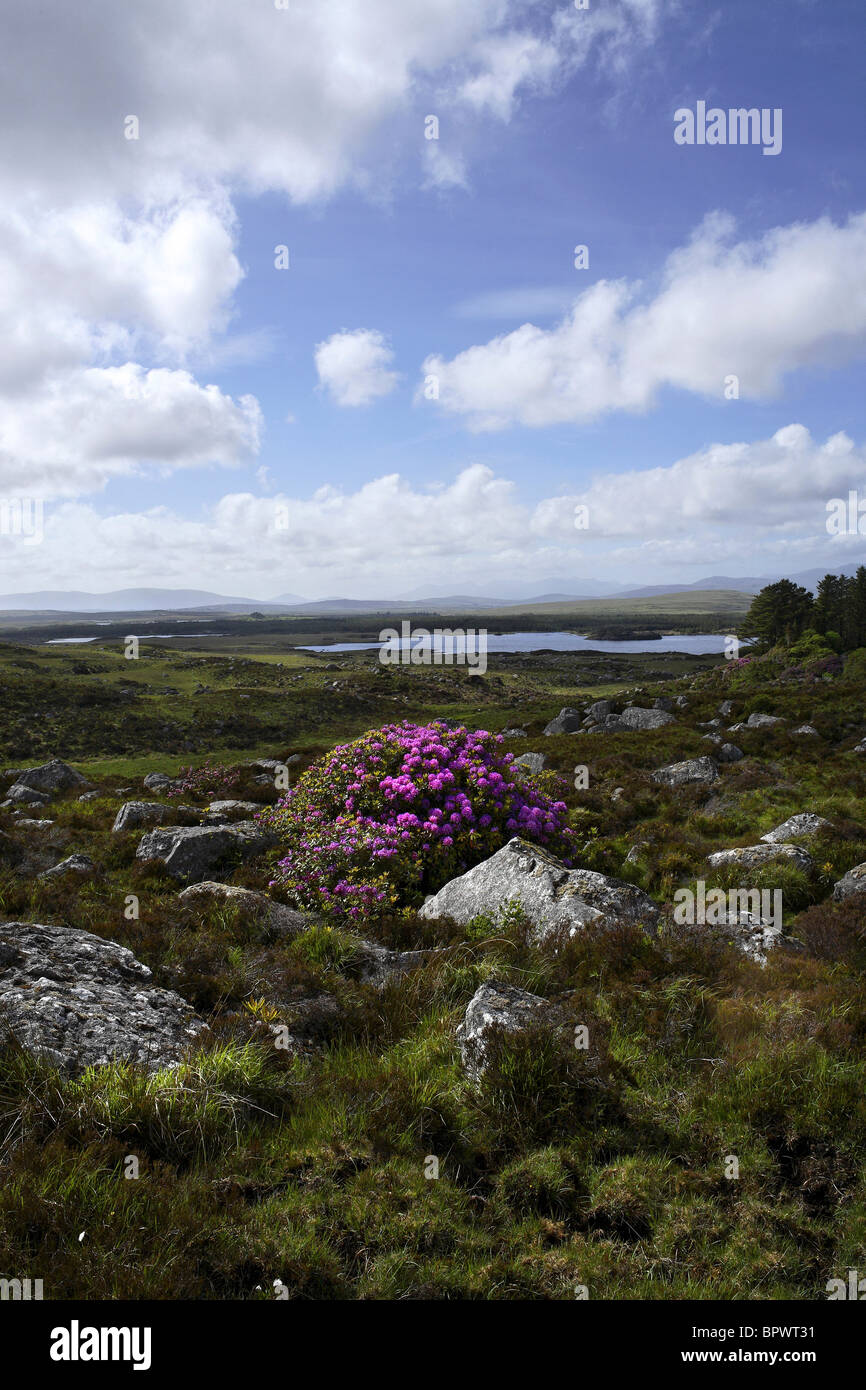 Rhododendron Flowers ( Rhododendron ponticum ) and Landscape, Connemara County Galway Ireland Stock Photo