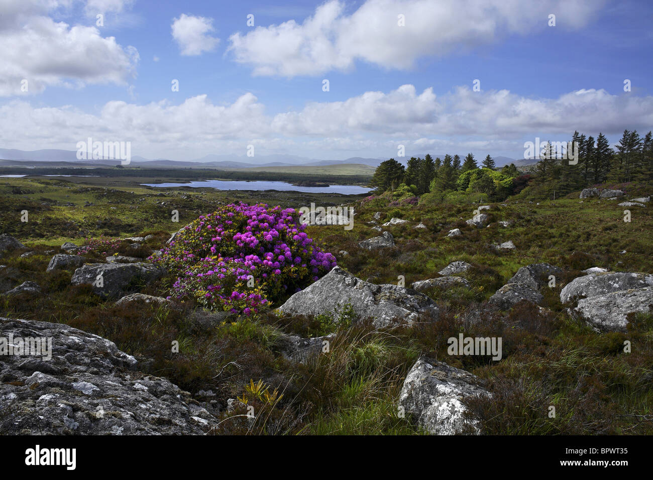Rhododendron Flowers ( Rhododendron ponticum ) and Landscape, Connemara County Galway Ireland Stock Photo