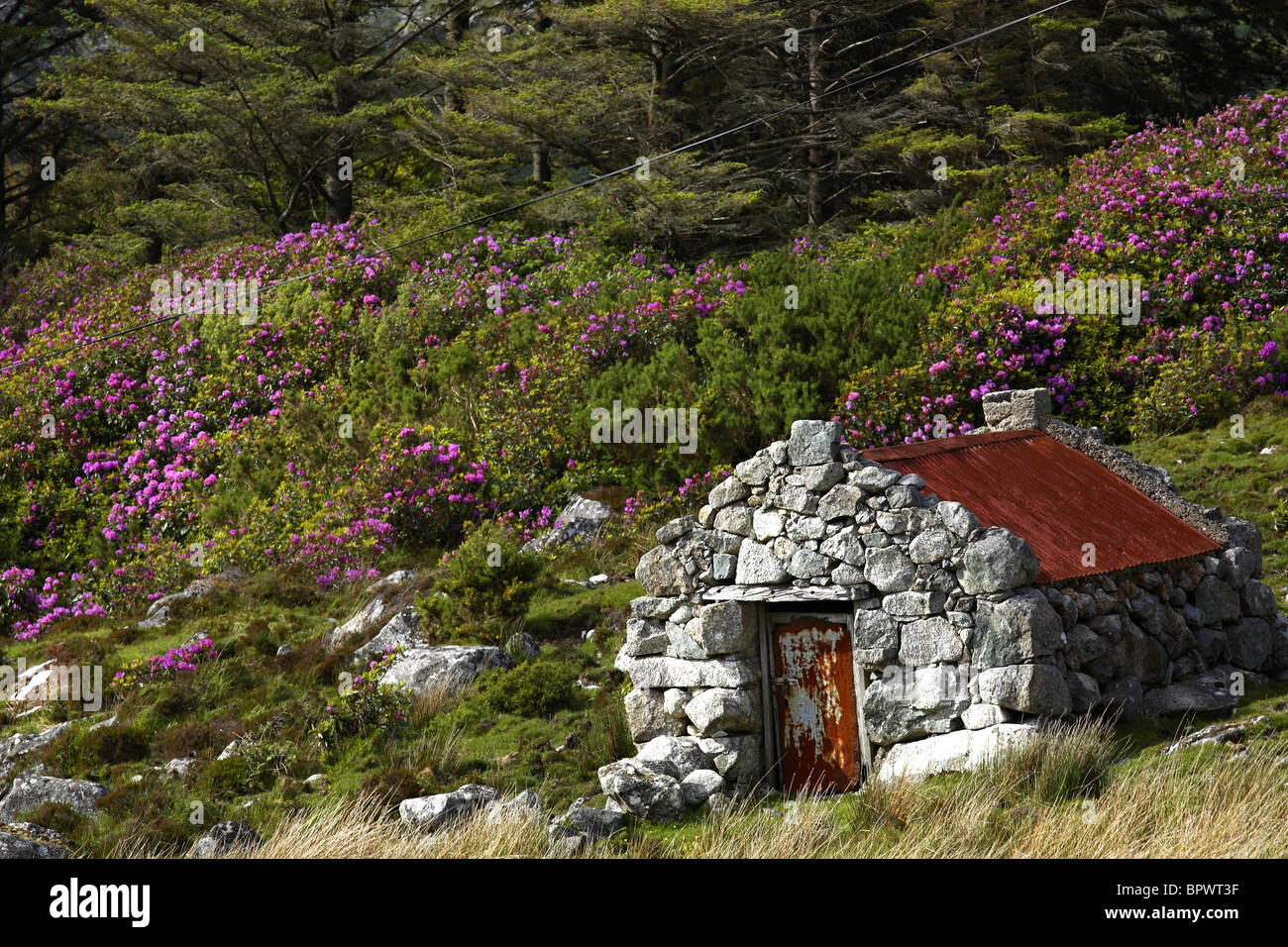 Rhododendron Flowers ( Rhododendron ponticum ) Landscape Stone Sheep Stable, Connemara County Galway Ireland Stock Photo