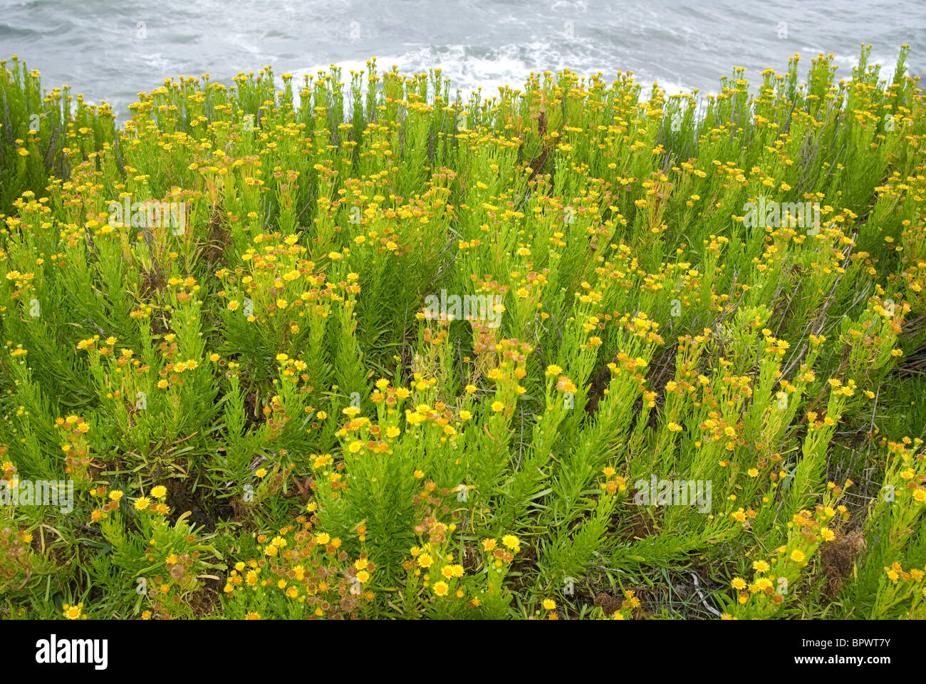 Golden samphire (Inula crithmoides) Stock Photo