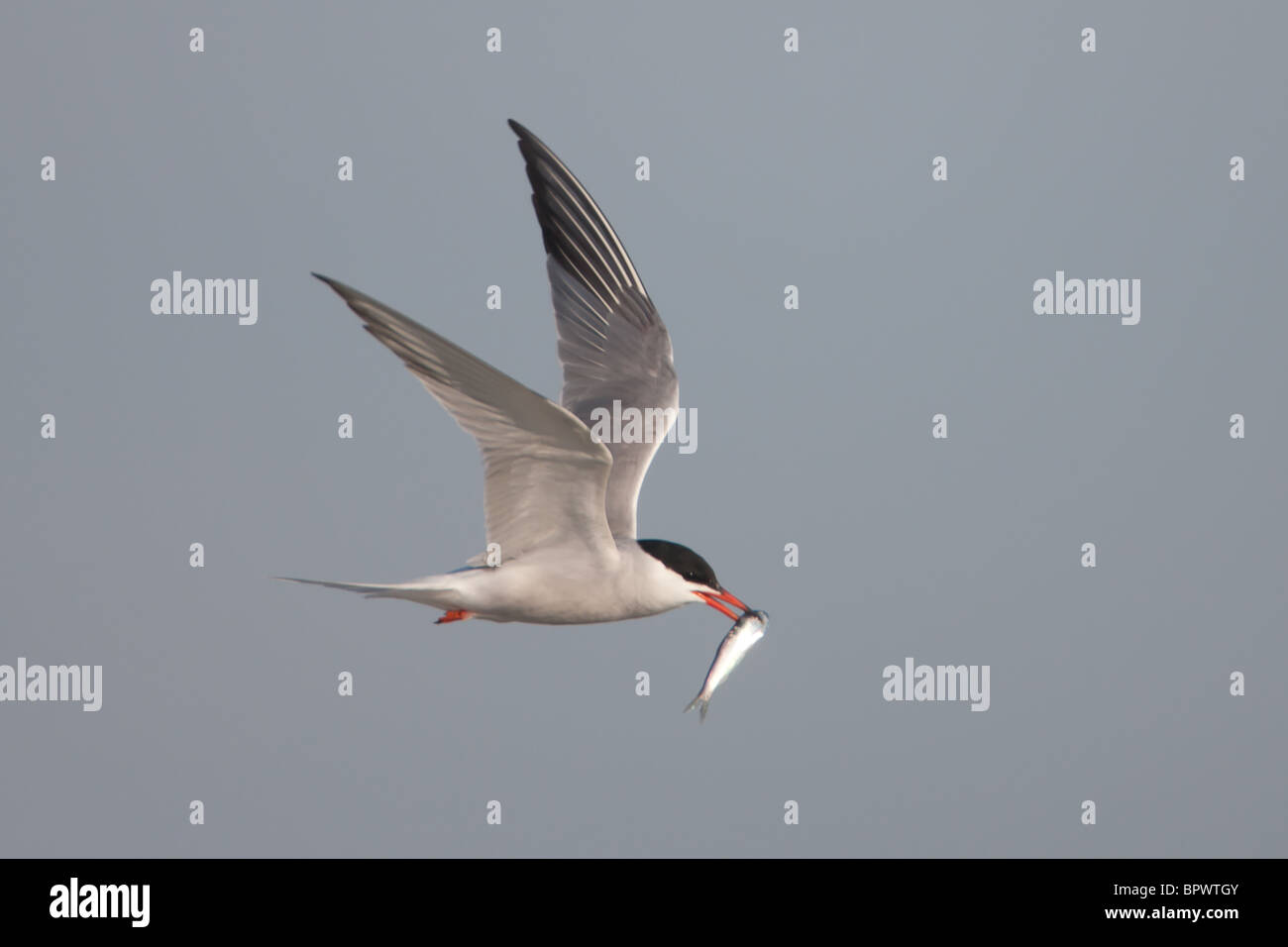 Common Tern (Sterna hirundo) flying with fish Stock Photo