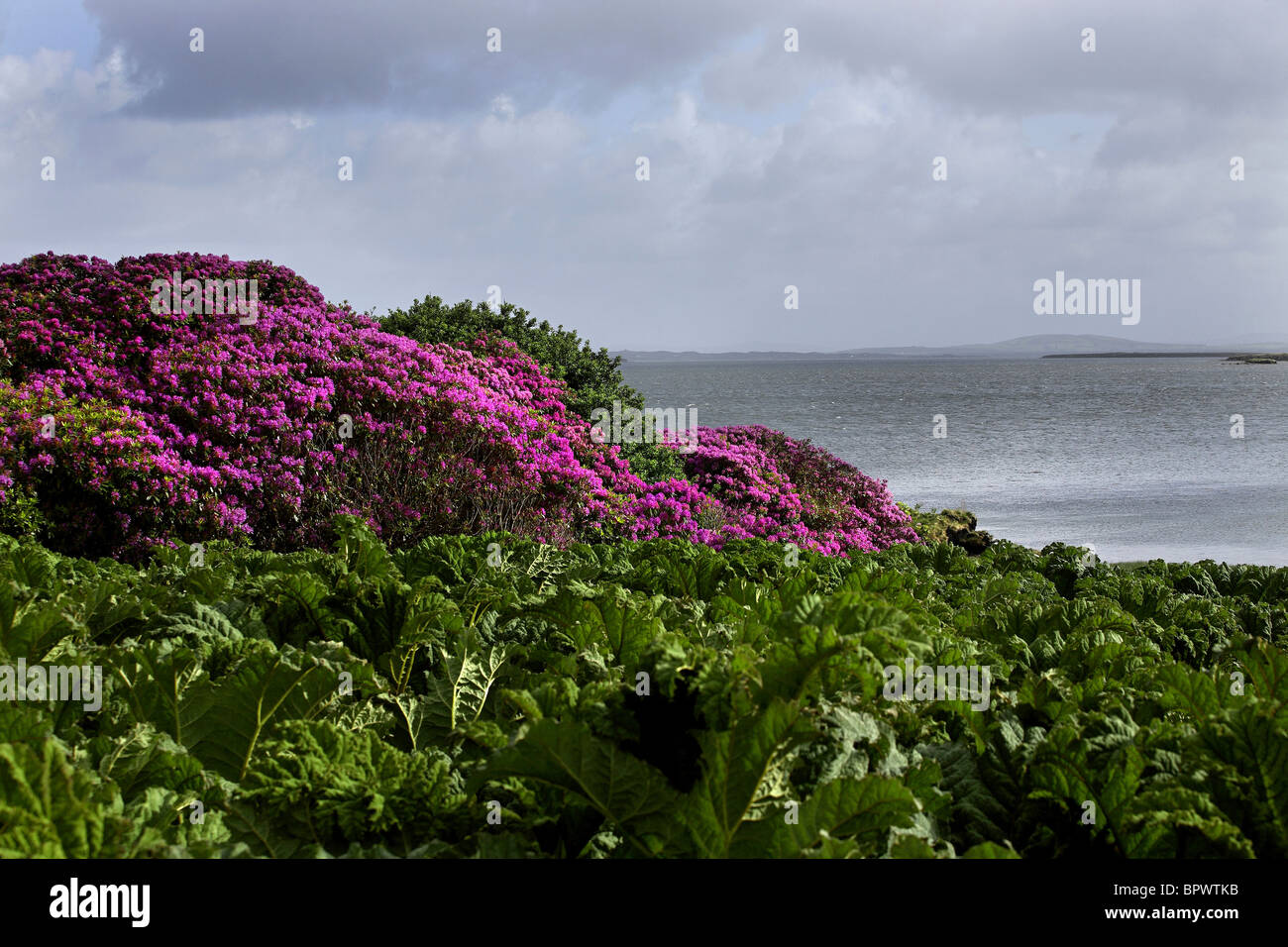 Common Rhododendron Flowers ( Rhododendron ponticum ) on Coastline Achill, County Mayo Ireland Stock Photo