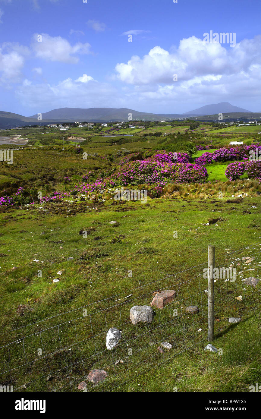 Rhododendron Flowers ( Rhododendron ponticum ) Landscape at Tonragee Achill, County Mayo Ireland Stock Photo