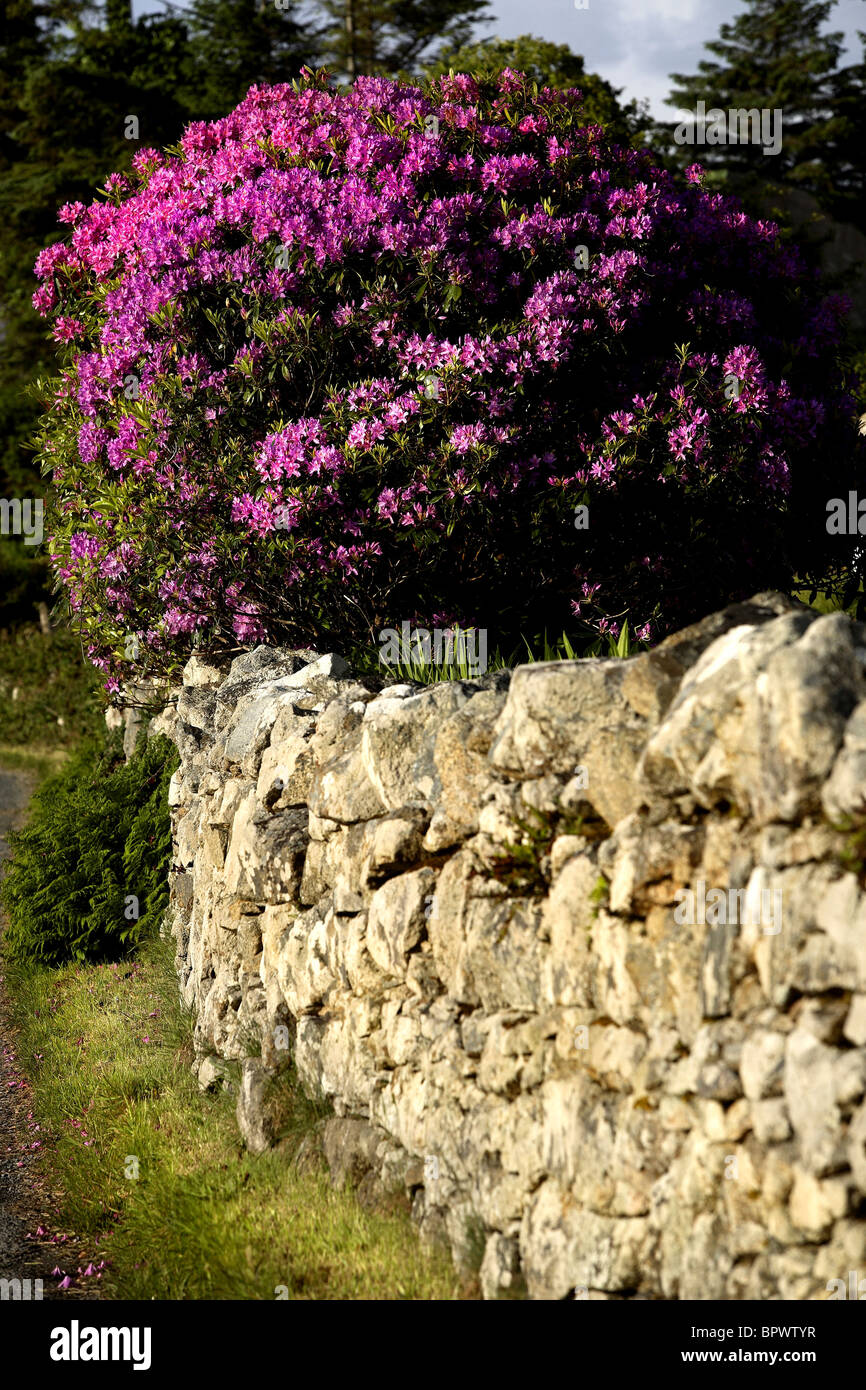 Rhododendron Flowers ( Rhododendron ponticum ) County Galway Ireland