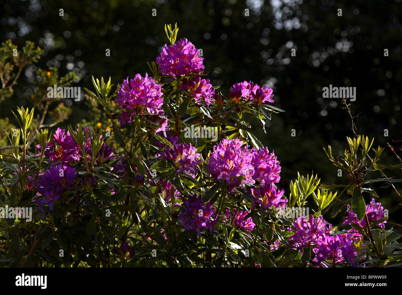 Rhododendron Flowers ( Rhododendron ponticum ), County Galway Ireland