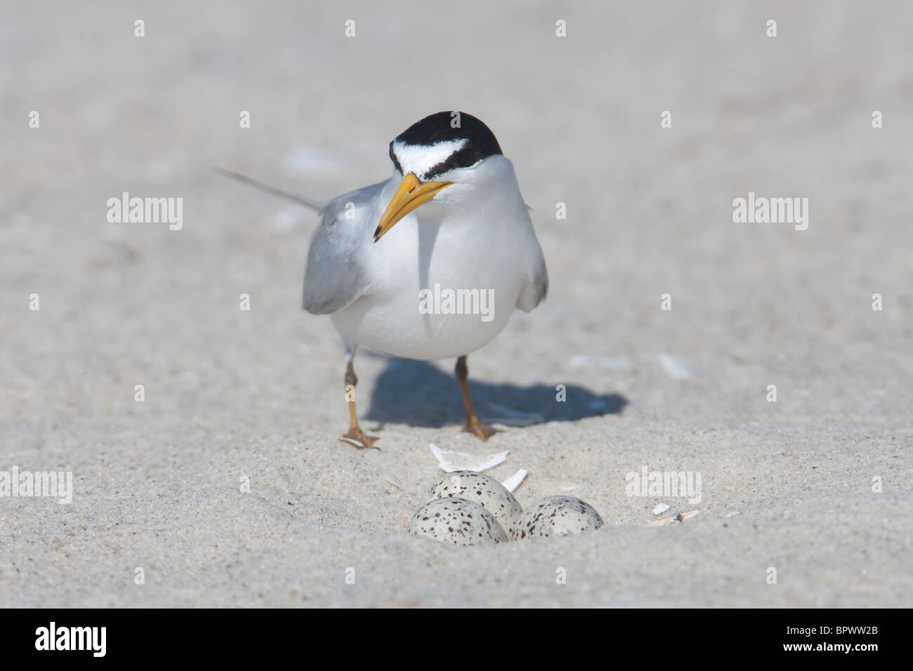 Least Tern (Sternula antillarum) guarding its nest of three eggs Stock Photo