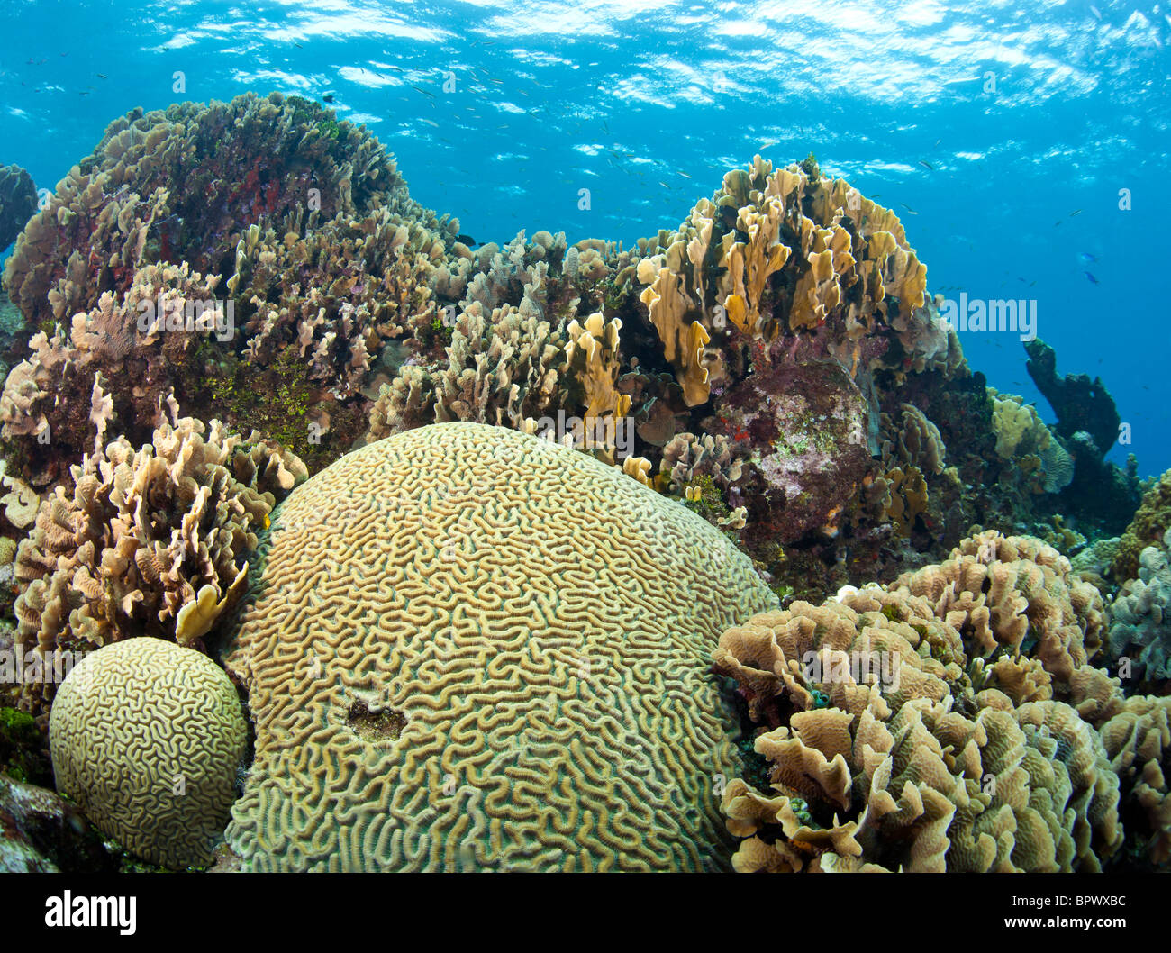 Underwater Coral gardens off the coast of Roatan Honduras Stock Photo