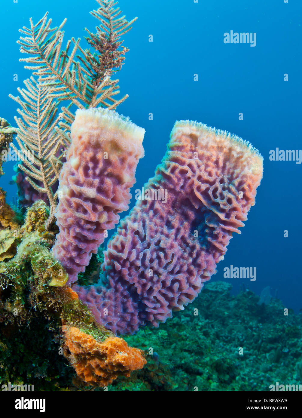 Azure vase sponge on outcropping underwater coral reef Stock Photo Alamy