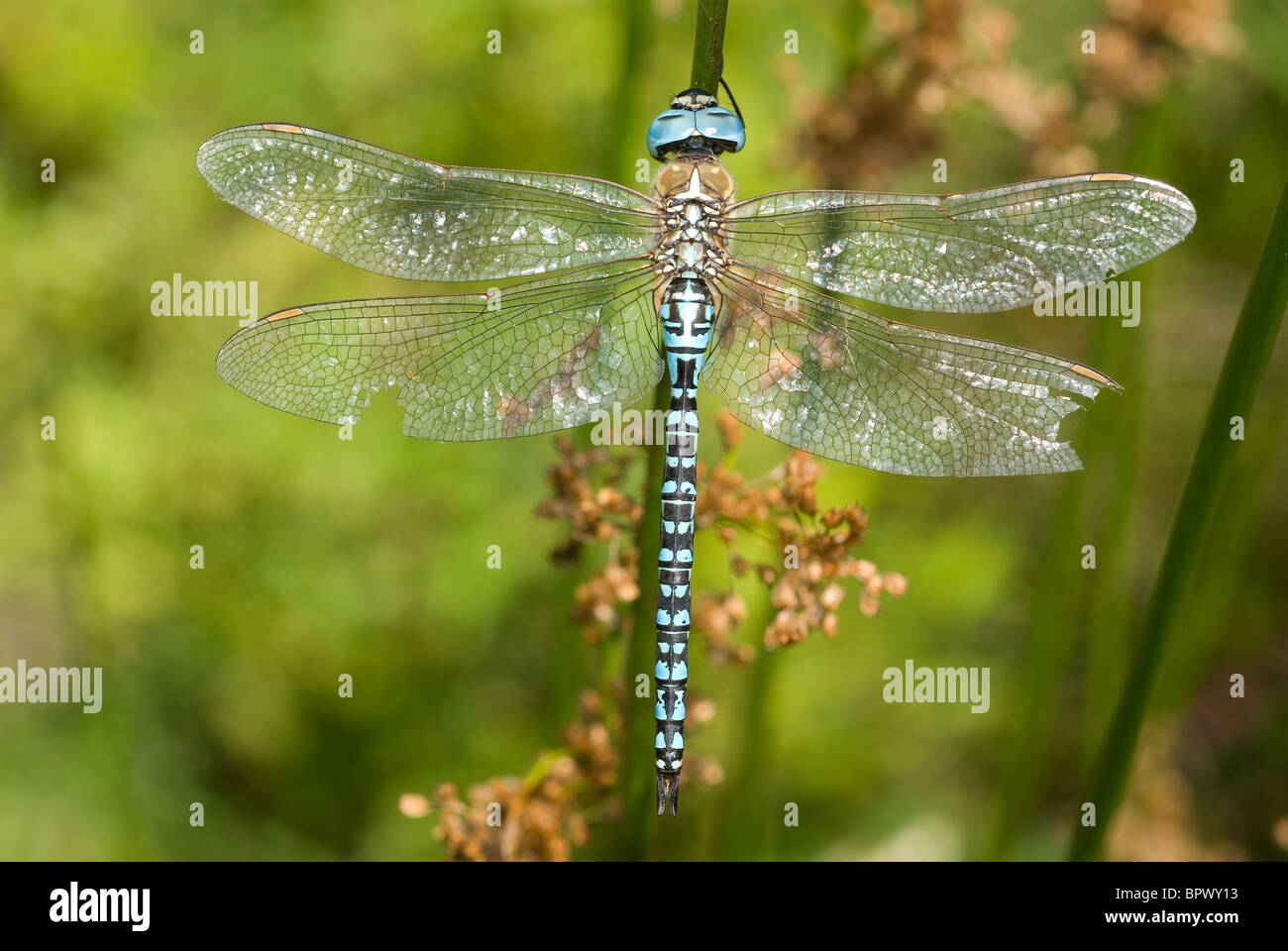 Male Downy Emerald or Blue-eyed Hawker (Aeshna affinis) Stock Photo