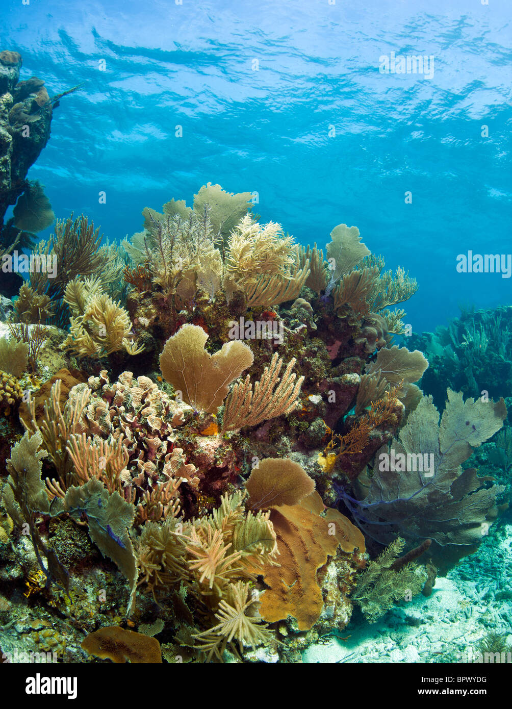 Underwater Coral gardens off the coast of Roatan Honduras Stock Photo