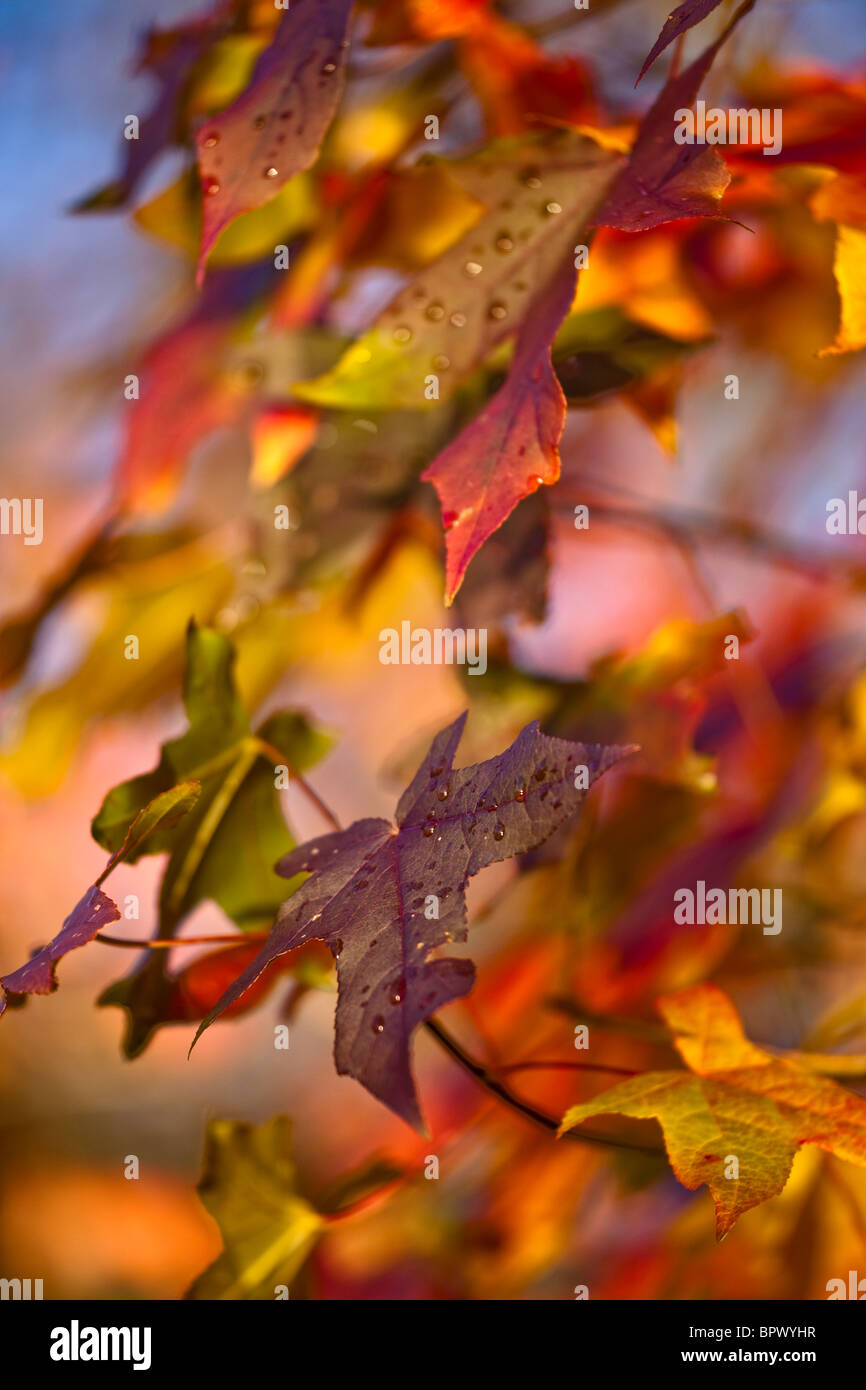 Autumn in Central Park sugar gum leaves Stock Photo