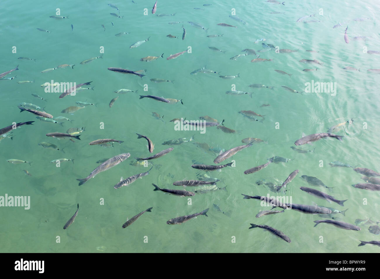 fishes mullet school in mediterranean port saltwater Stock Photo