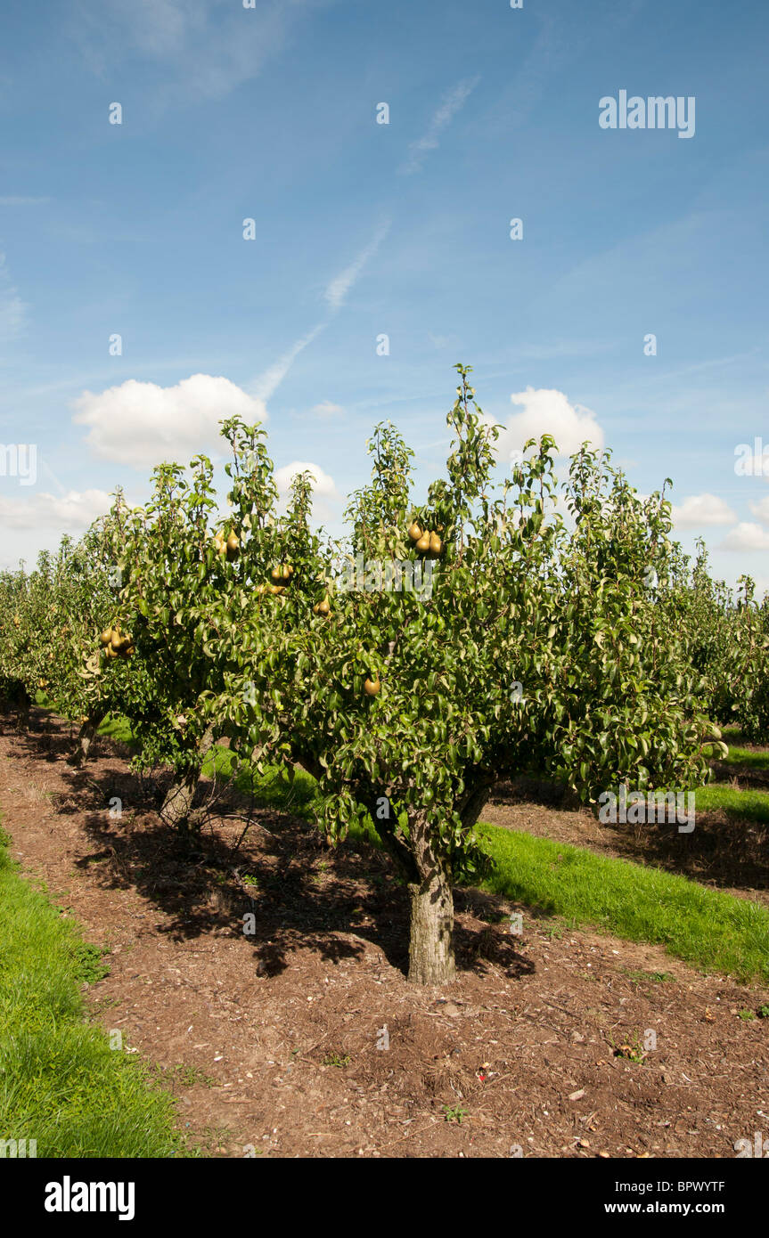Pear orchard kent countryside england UK Stock Photo Alamy