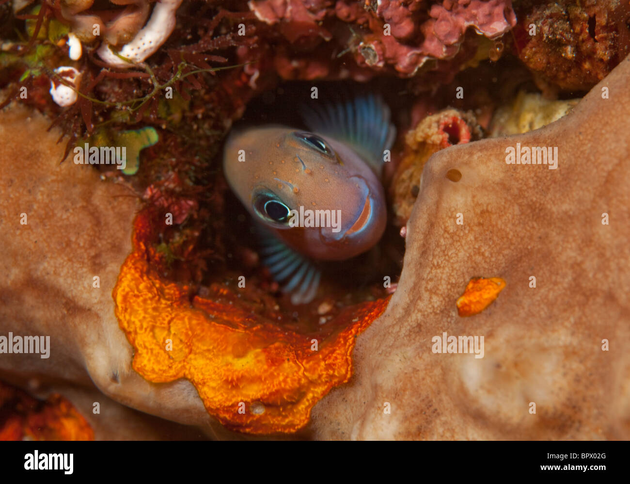 Bicolor blenny in hole in coral reef Stock Photo