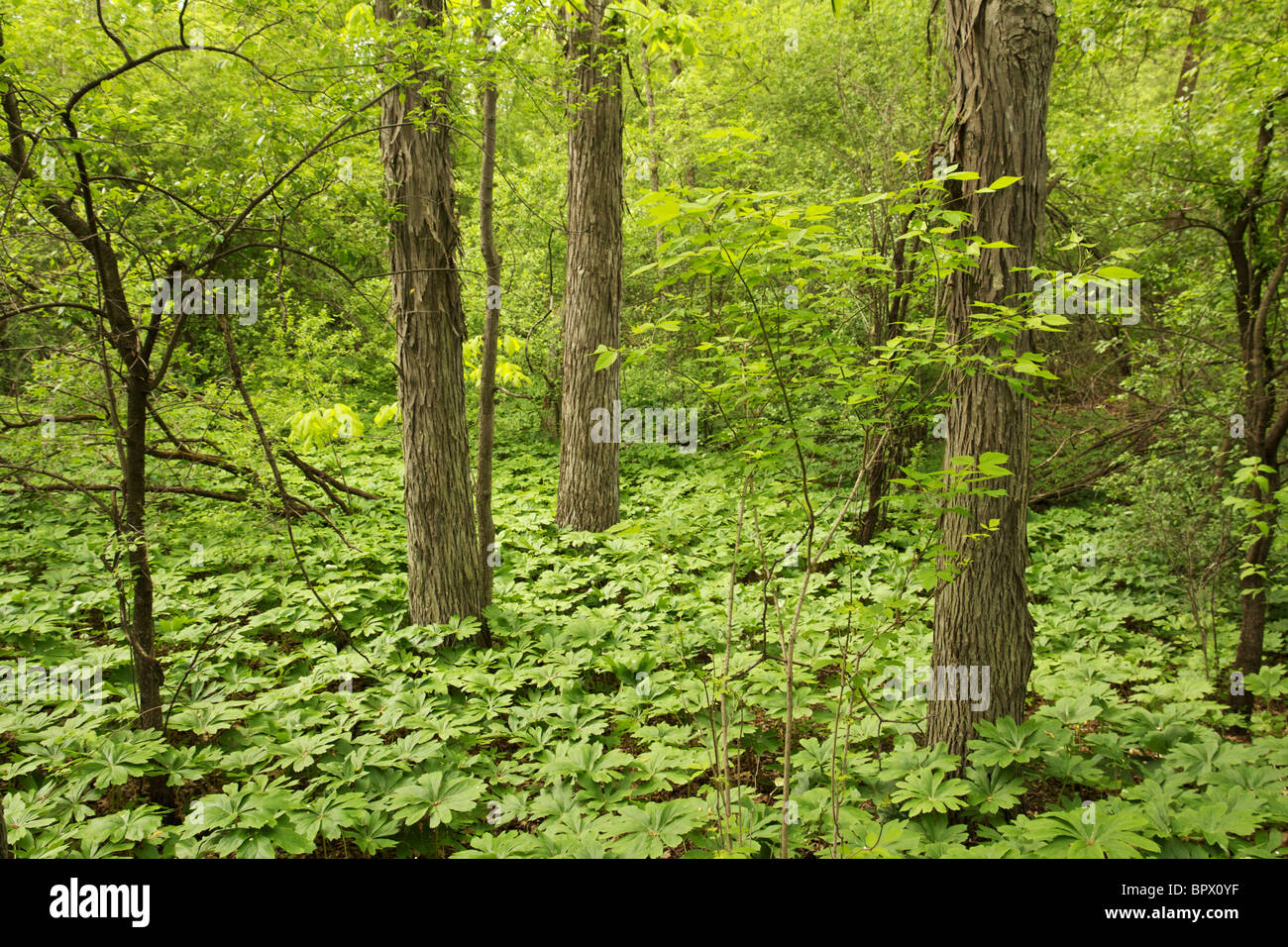 Hickory forest with May apples covering forest floor in spring. Moraine Hills State Park, Illinois Stock Photo