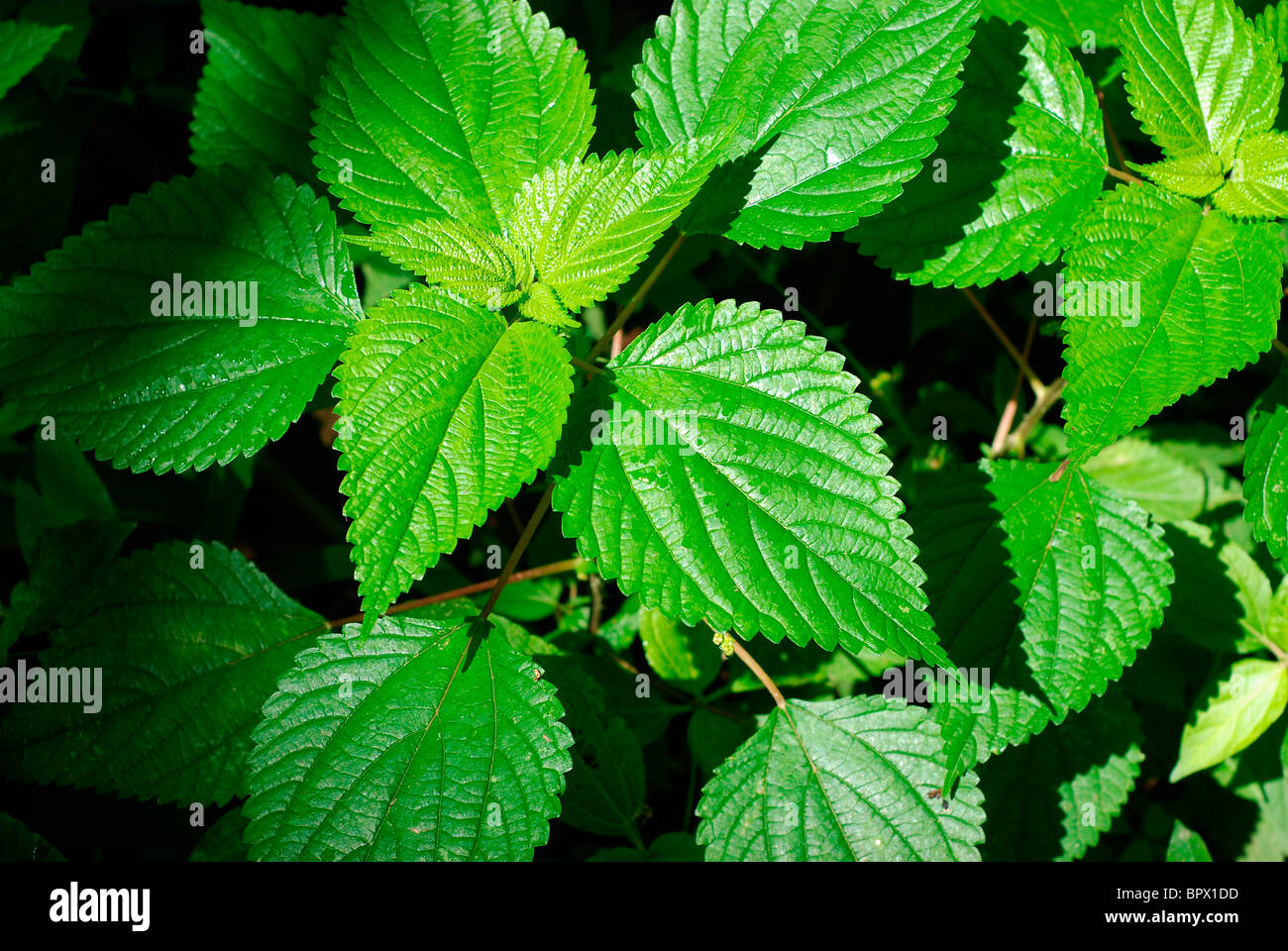 itching plant; india Stock Photo