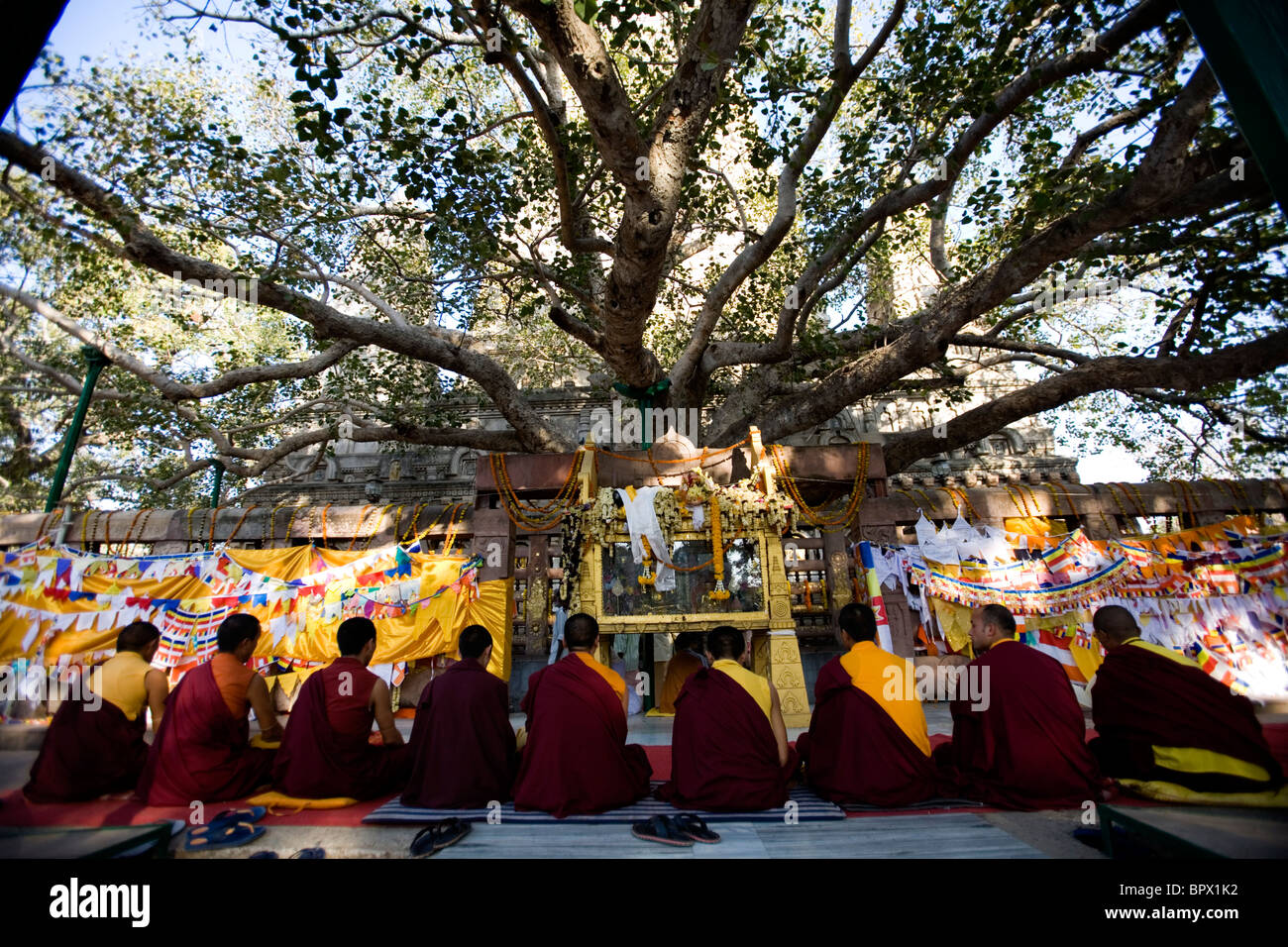 Tibetan monks praying under the bodhi tree where the Buddha reached enlightenment at Mahabodhi Temple, Bodhgaya, Bihar, India. Stock Photo