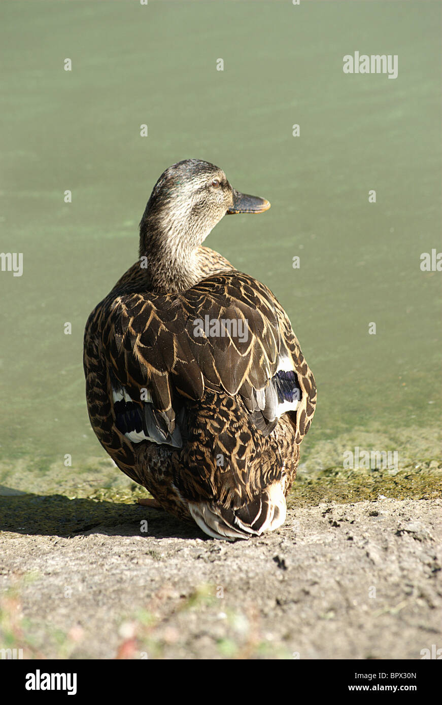 Lone mallard hen stands on edge of Erie Canal Stock Photo Alamy