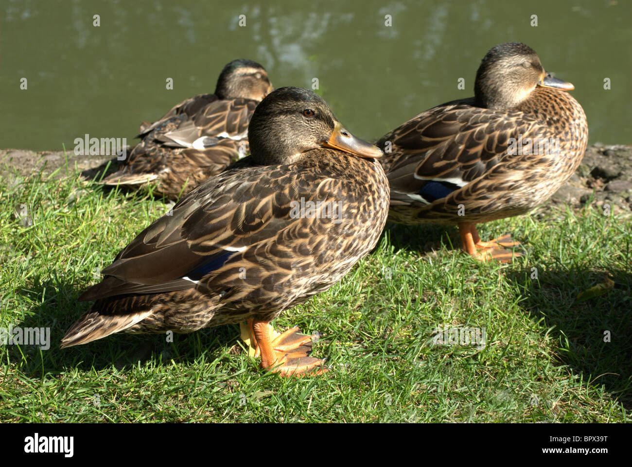 Mallard hens sleeping beside Erie Canal Stock Photo - Alamy
