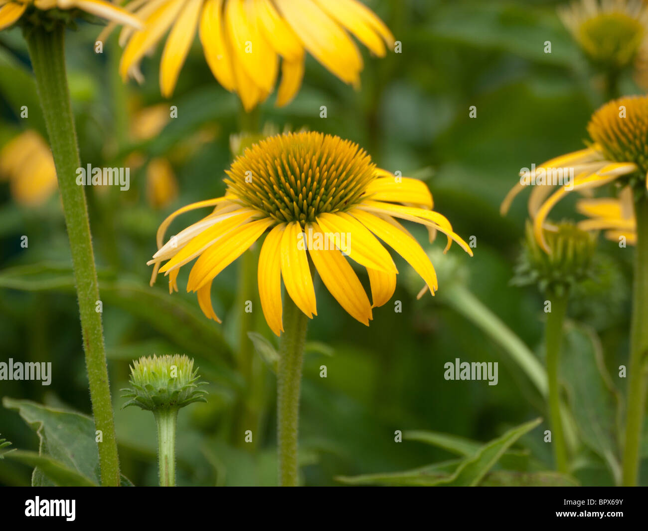 Echinacea Harvest Moon Stock Photo - Alamy