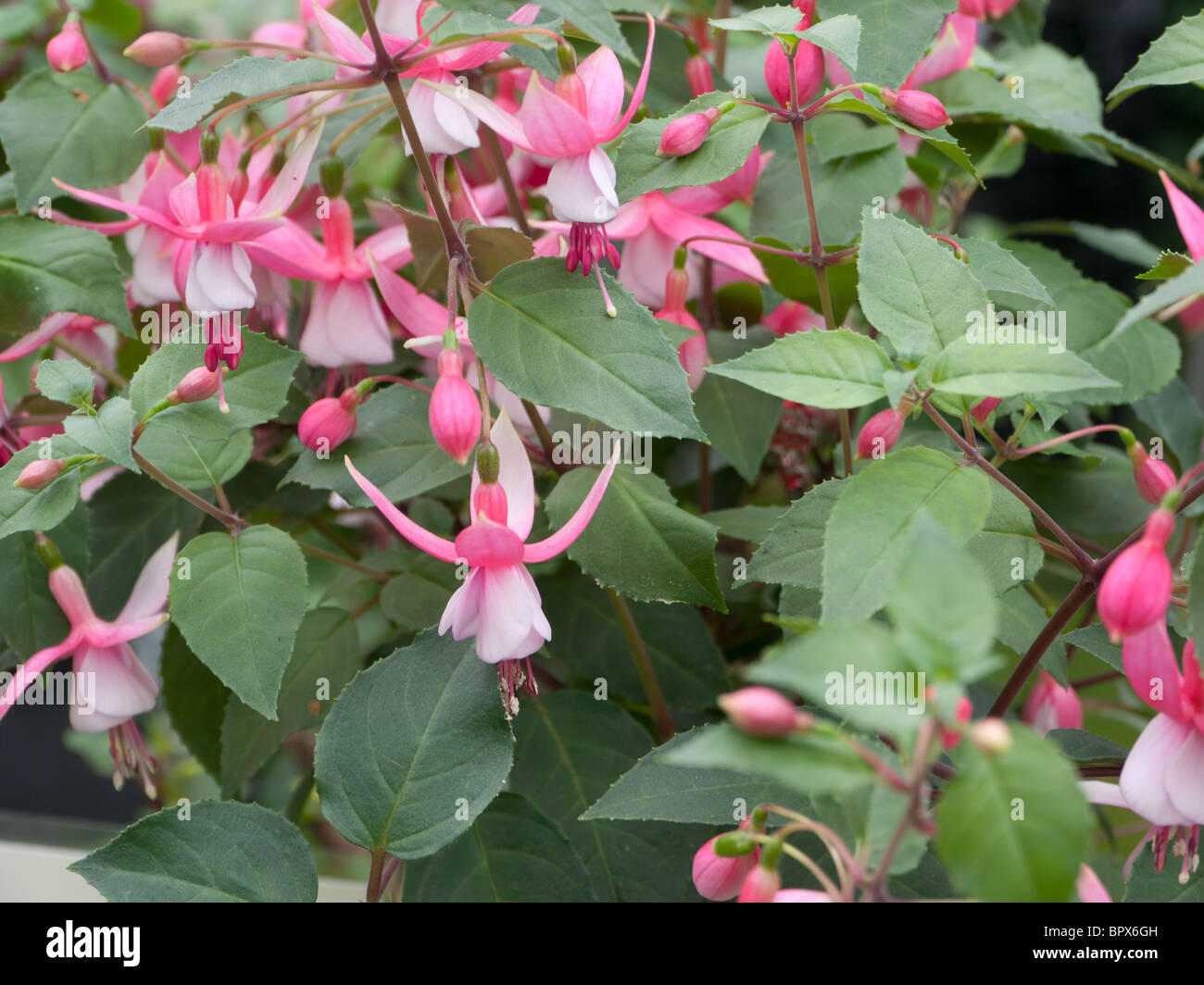Fuchsia Alan Titchmarsh Stock Photo