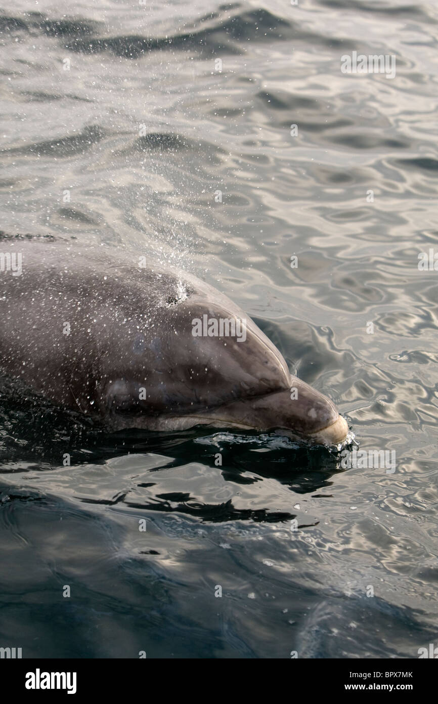 A Bottlenose Dolphin swimming in the Atlantic 10 miles North West of Hayle, Cornwall. Stock Photo