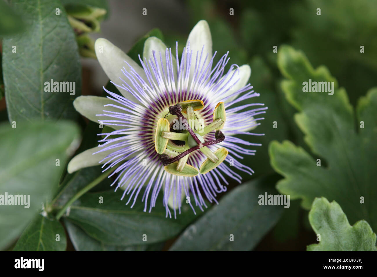 Passion Flower Leaves High Resolution Stock Photography And Images Alamy