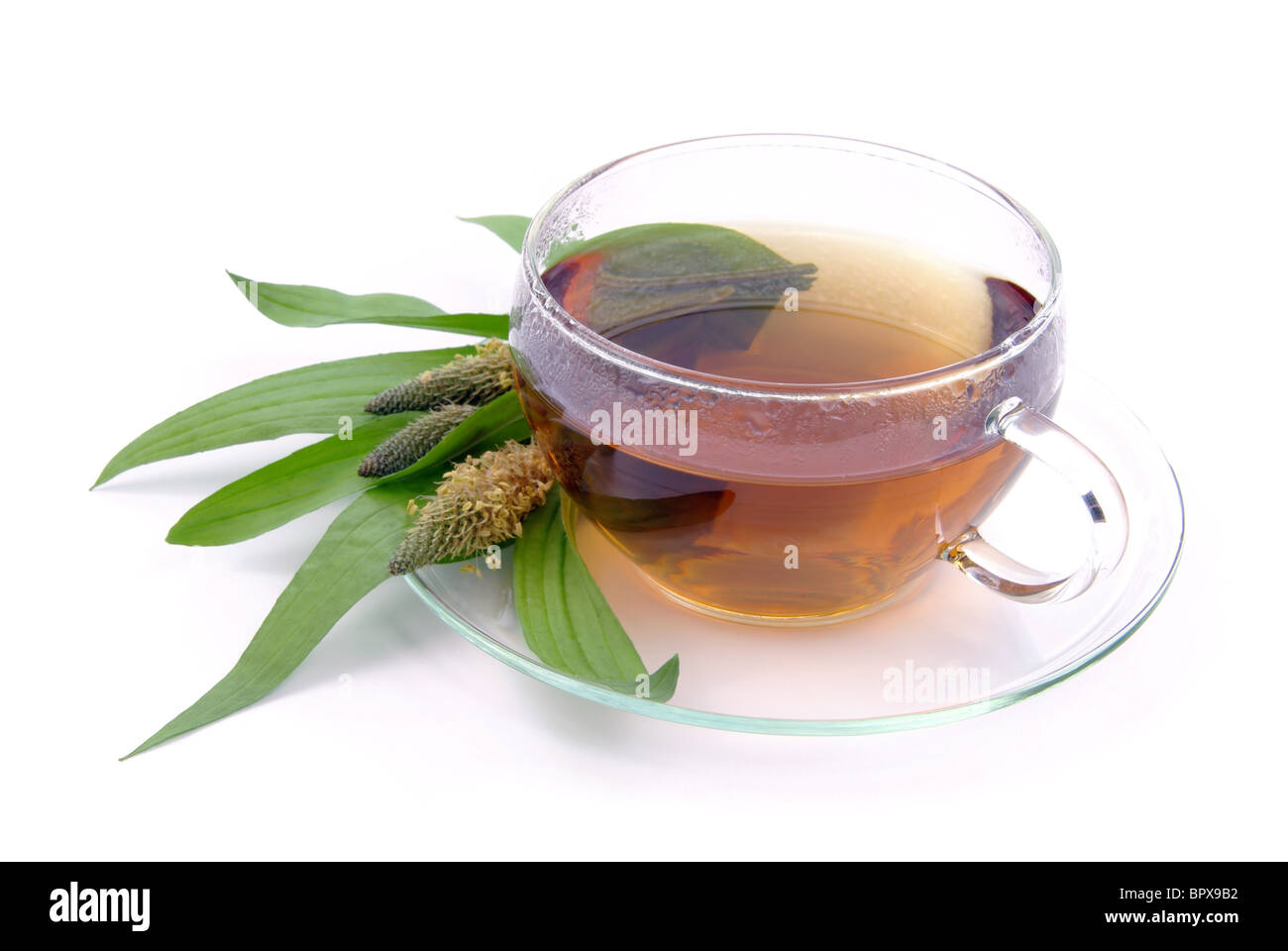 Tee Spitzwegerich - tea ribwort plantain 10 Stock Photo