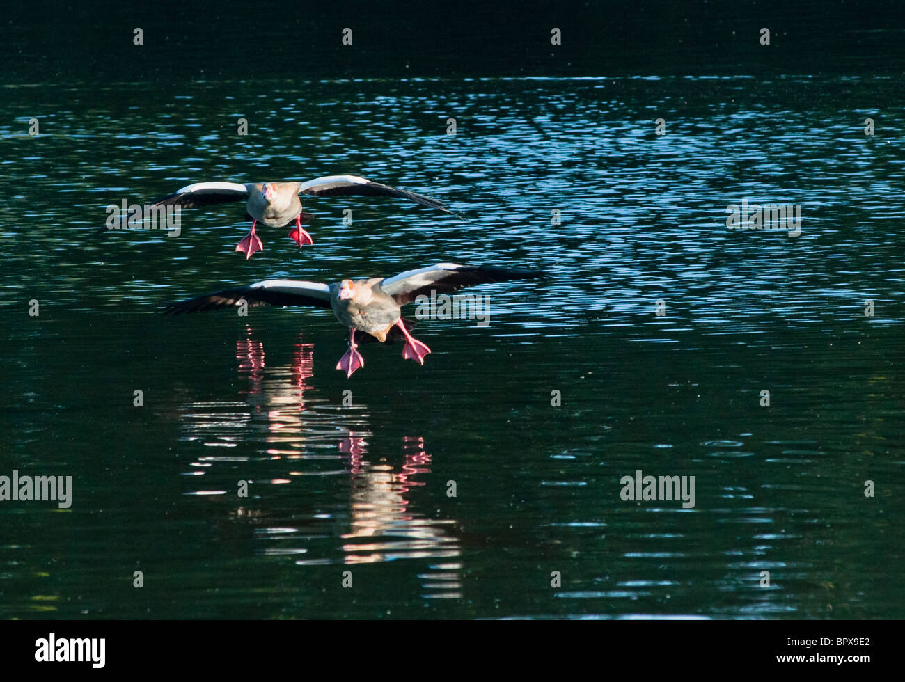 Two Egyptian geese come in to land on the Serpentine in Hyde park, London Stock Photo