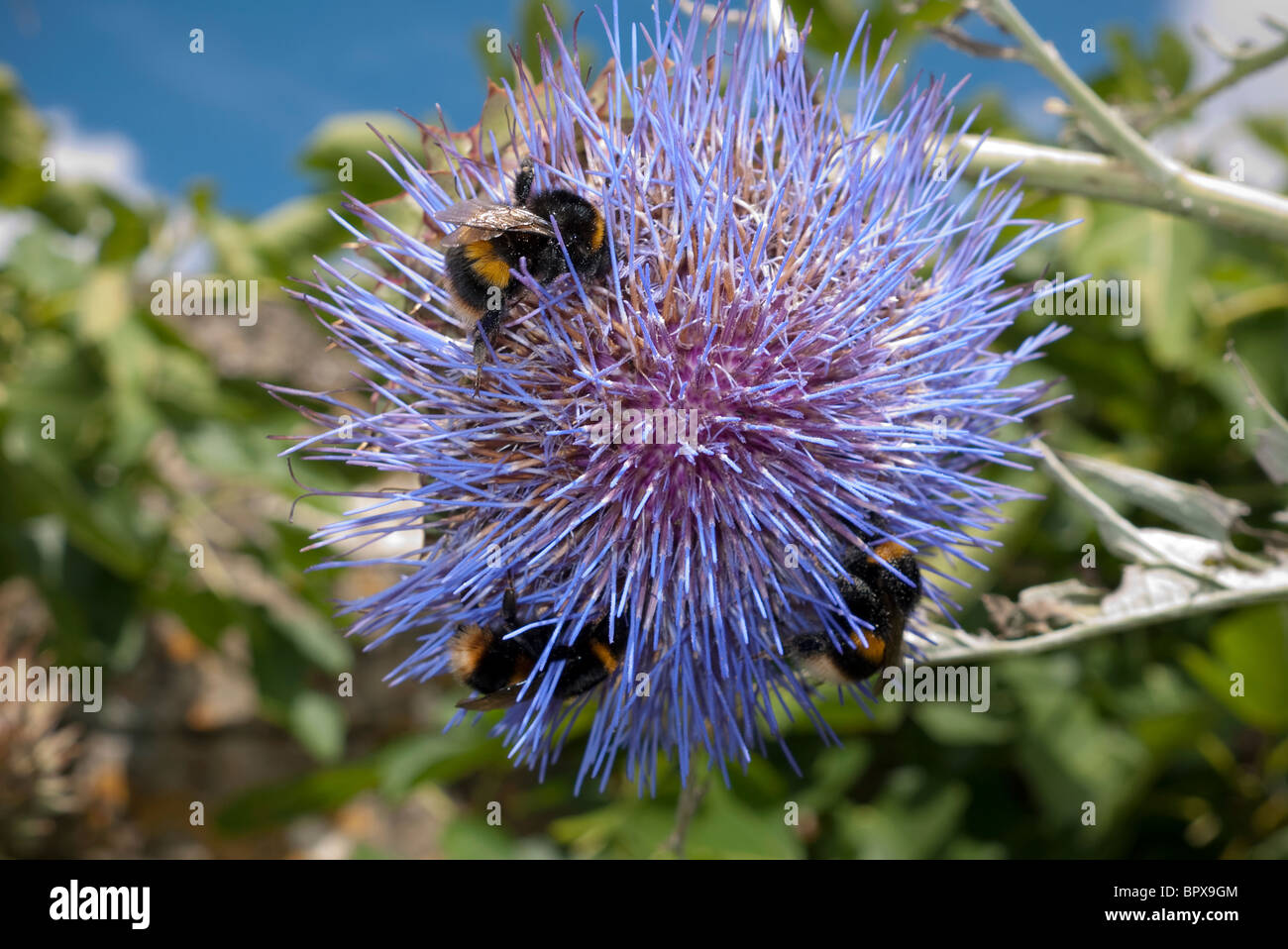 Bumble bees collecting nector on a thistle flower Stock Photo