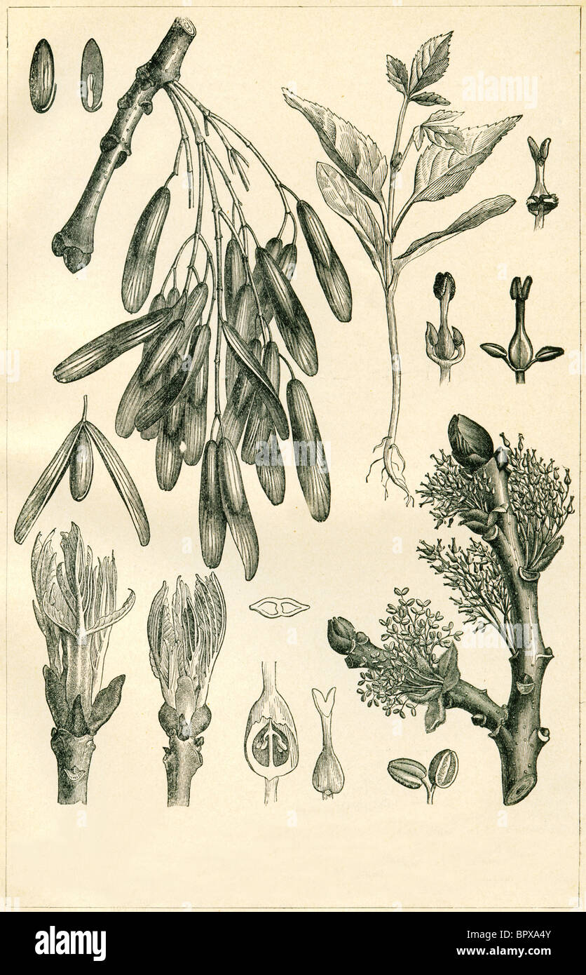 Engraving of ash hi-res stock photography and images - Alamy