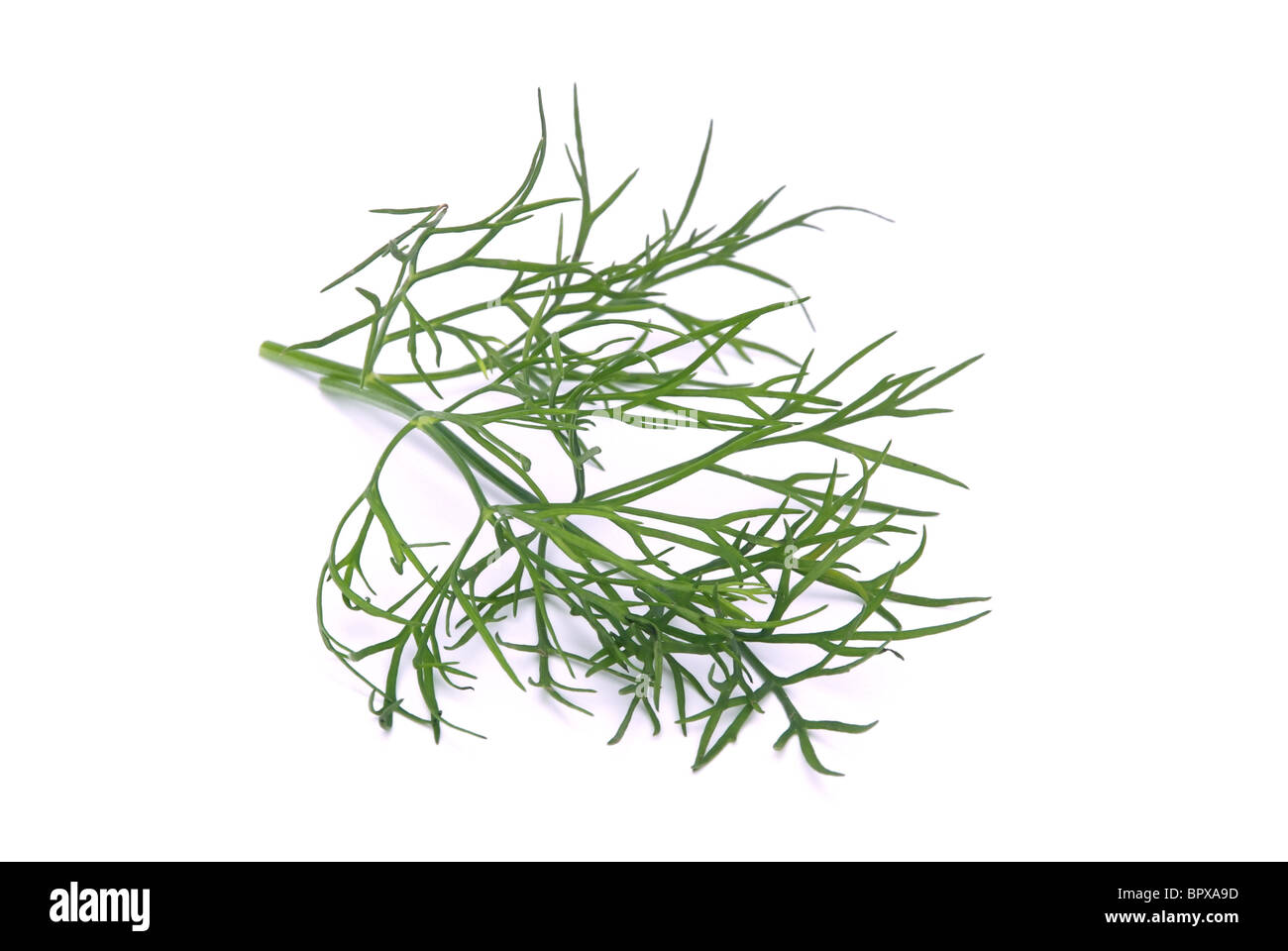 Dill freigestellt - dill isolated 02 Stock Photo