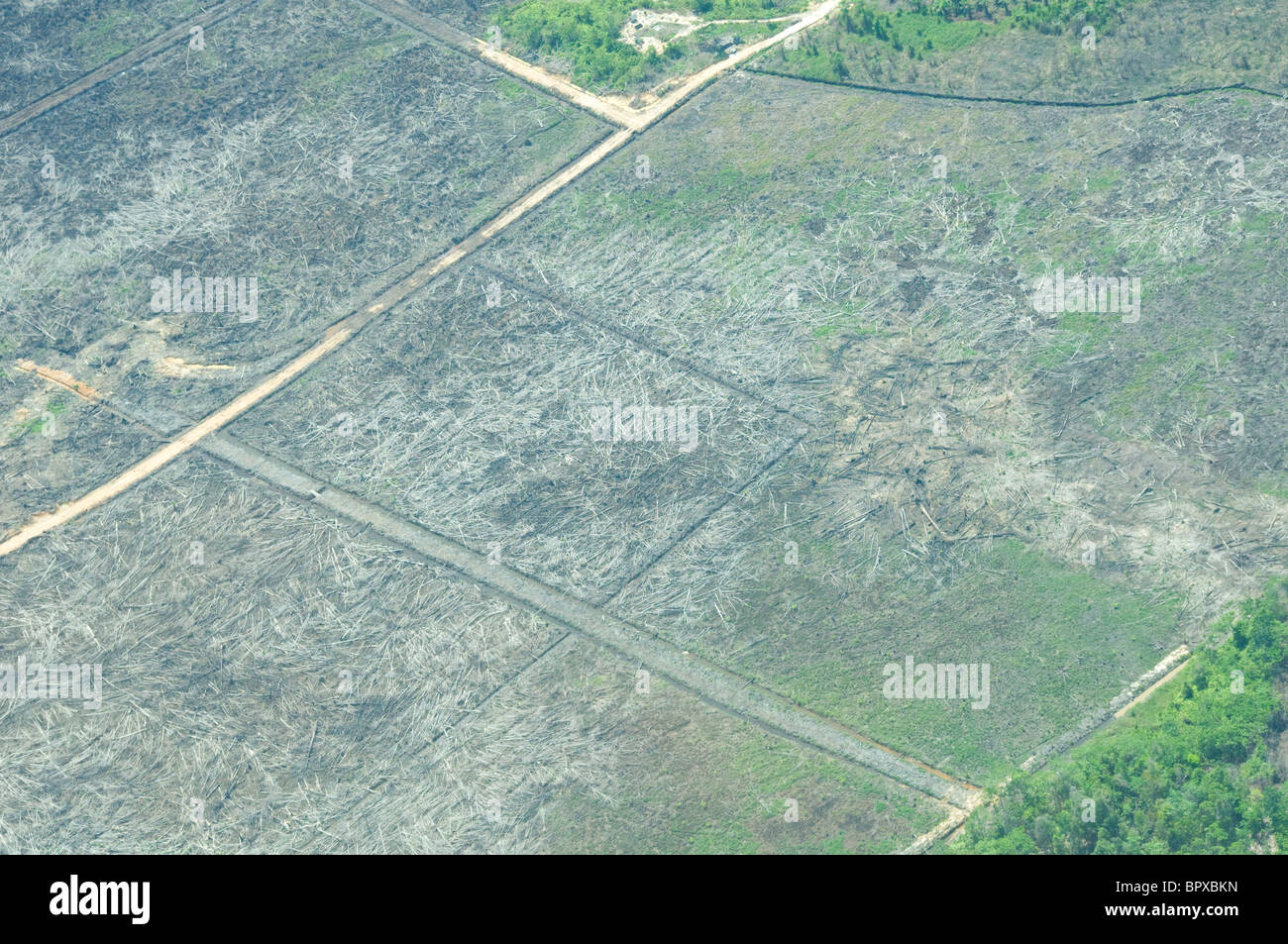 aerial photograph of recent deforestation in Tripa peat swamp, Aceh, Sumatra Stock Photo