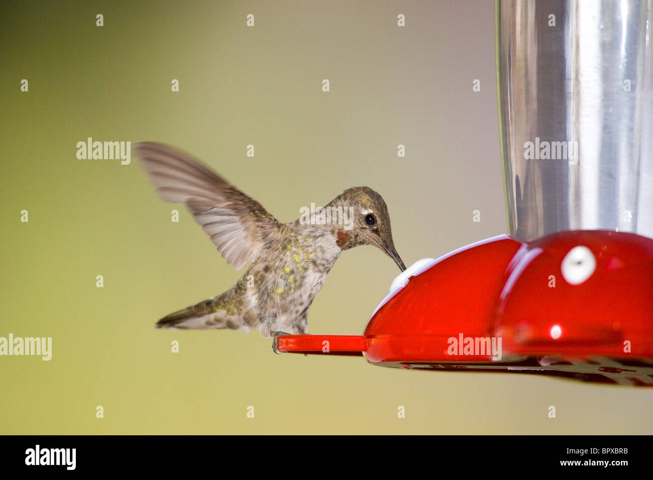 Female Anna's Hummingbird at Feeder Stock Photo - Alamy