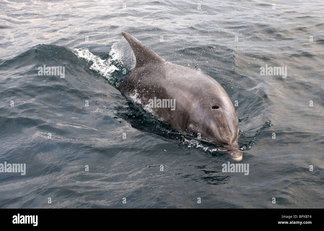 A Bottlenose Dolphin swimming in the Atlantic 10 miles North West of Hayle, Cornwall. Stock Photo