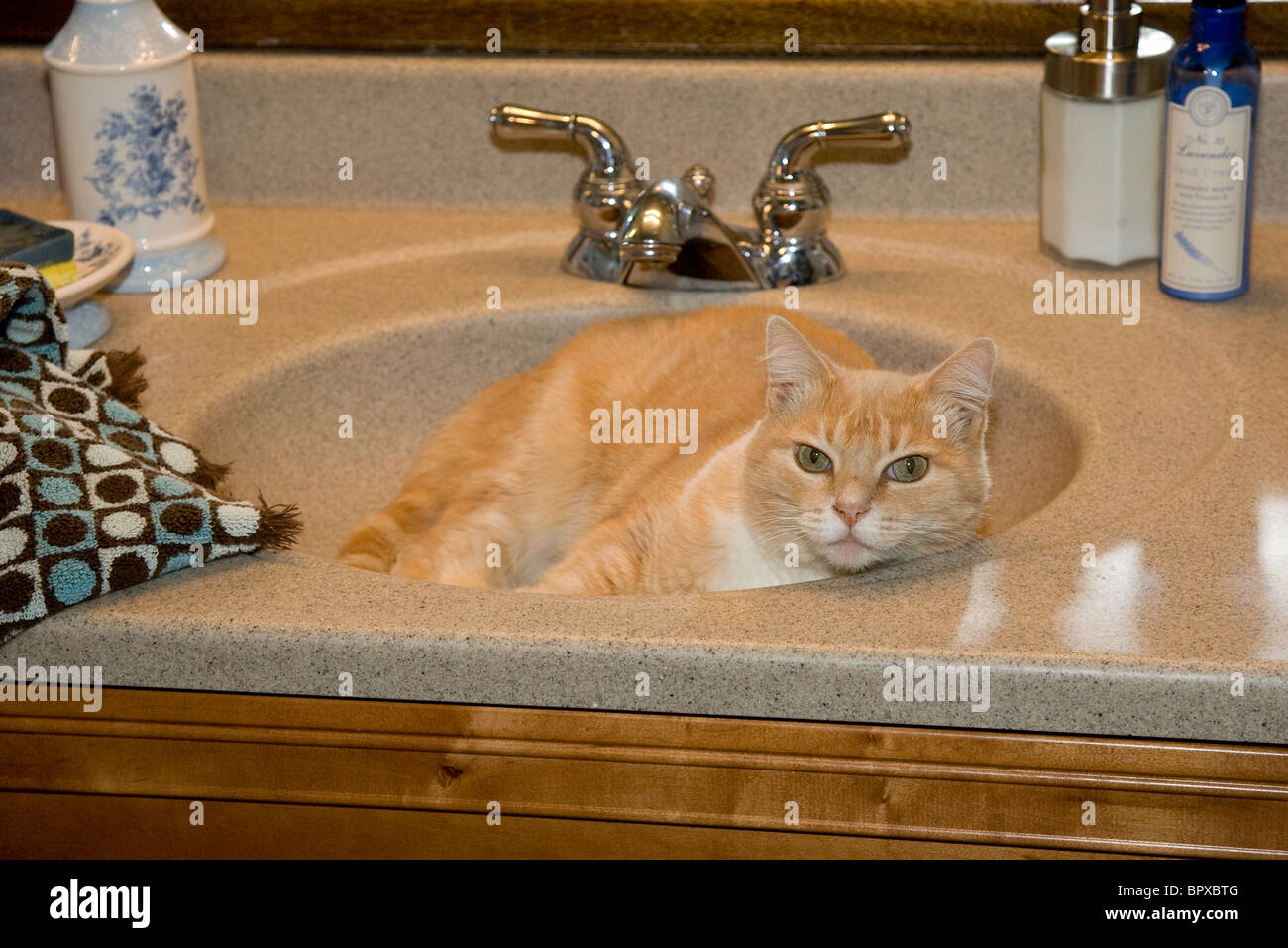 Orange Tabby Cat Lying in Bathroom Sink Stock Photo - Alamy