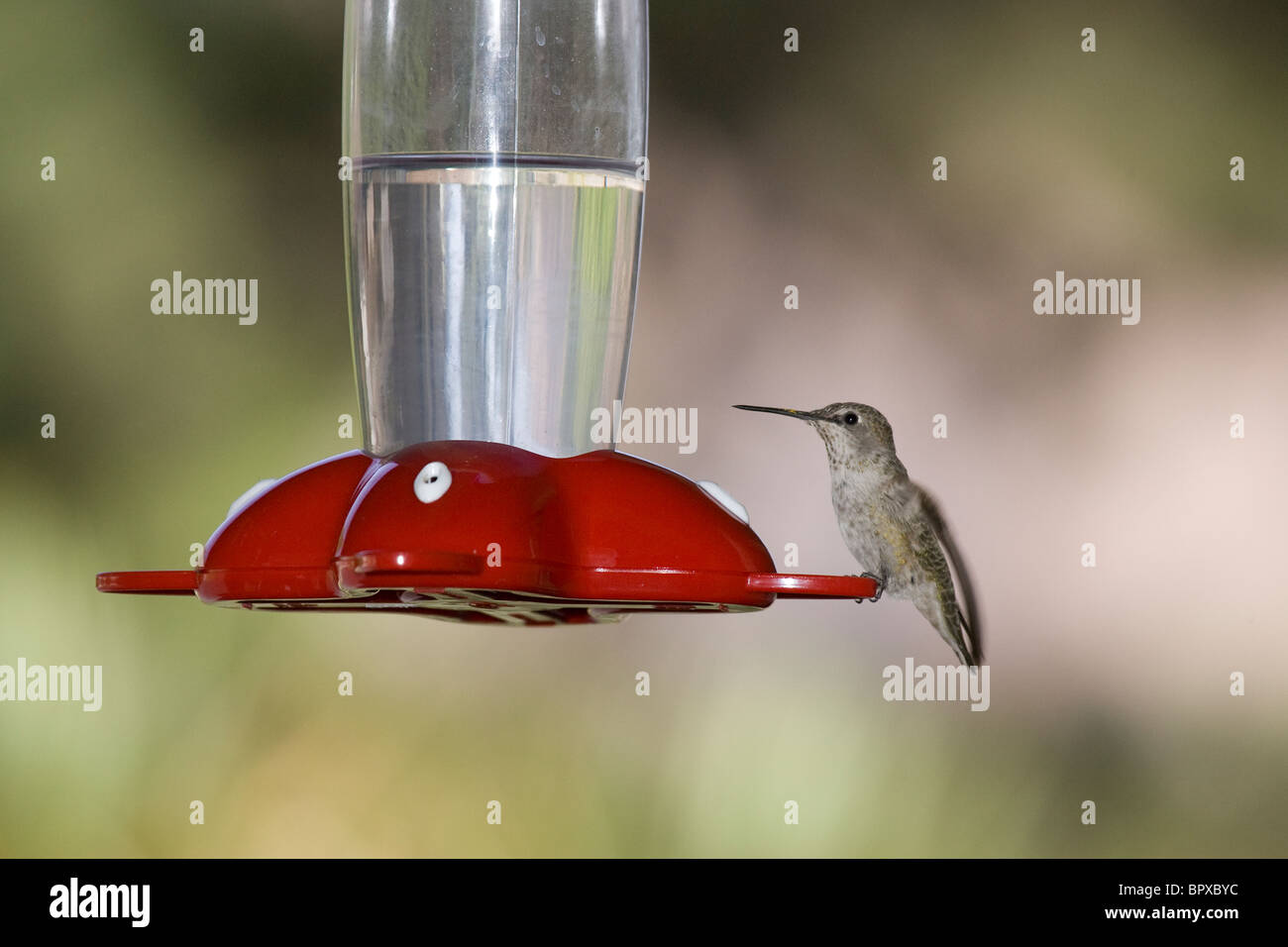 Female Anna's Hummingbird at Feeder Stock Photo - Alamy