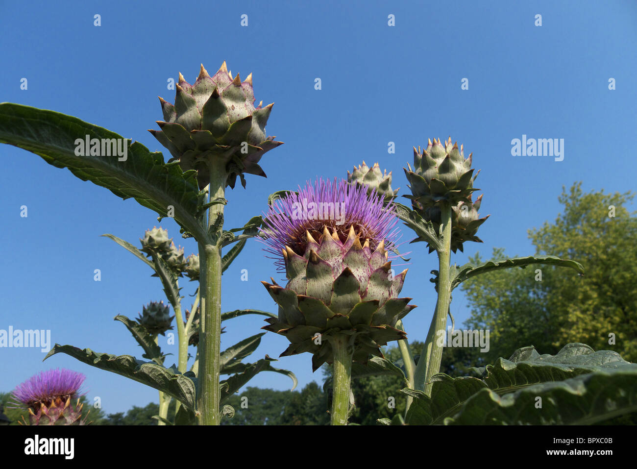Cynara cardunculus in flower...also known as Cardoon Stock Photo - Alamy