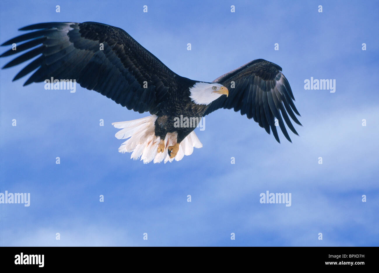 A bald eagle (Haliaeetus leucocephalus) in flight Stock Photo - Alamy