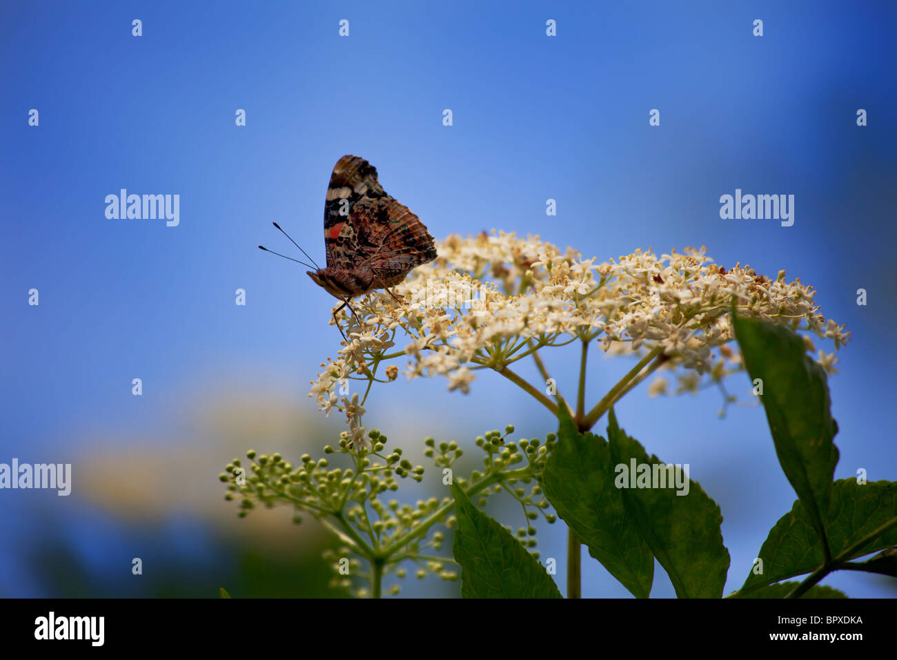 Butterfly on a flower in Denmark Stock Photo Alamy