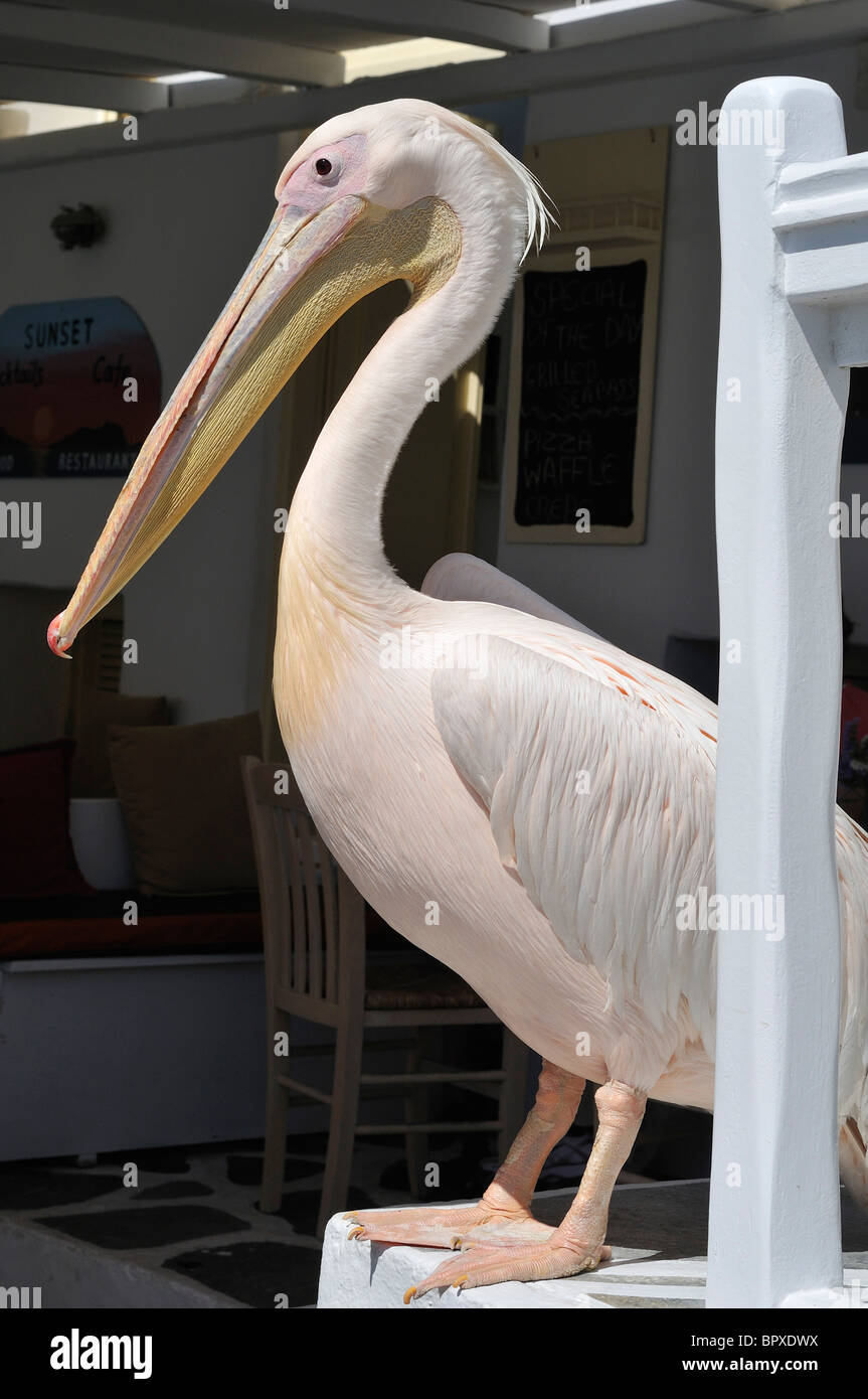 Mykonos. Greece. Petros the Pelican, mascot of Mykonos. Stock Photo
