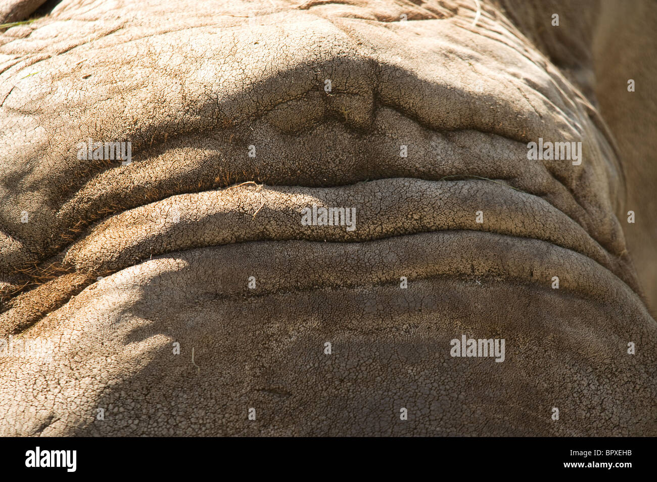 African elephant (close up of forehead) Stock Photo