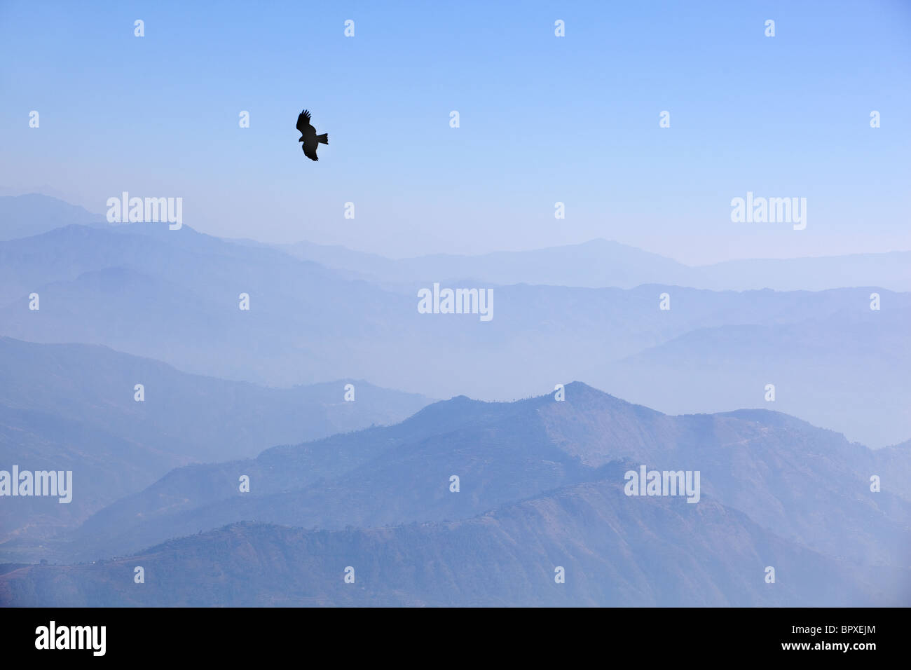 Kite bird of prey flying mountains Nagarkot Himalaya Nepal Asia Stock Photo