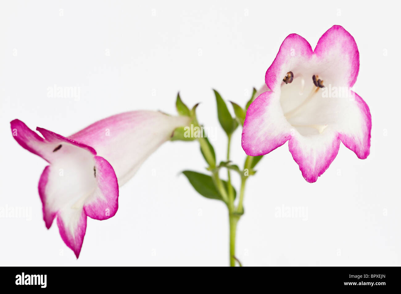Penstemon 'Pensham Laura' White tubular flowers edged with cerise pink Stock Photo