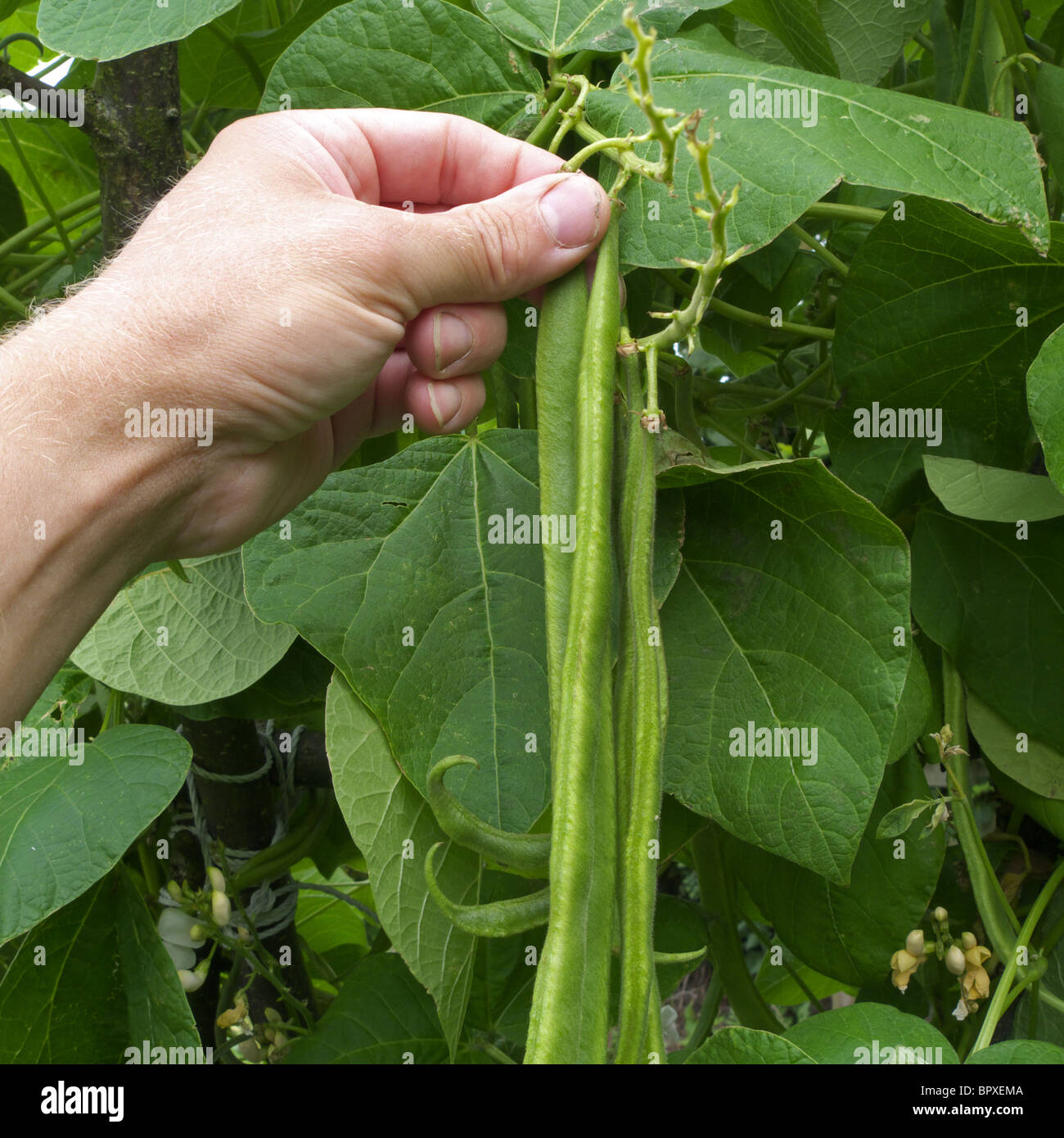 Pick runner beans hires stock photography and images Alamy