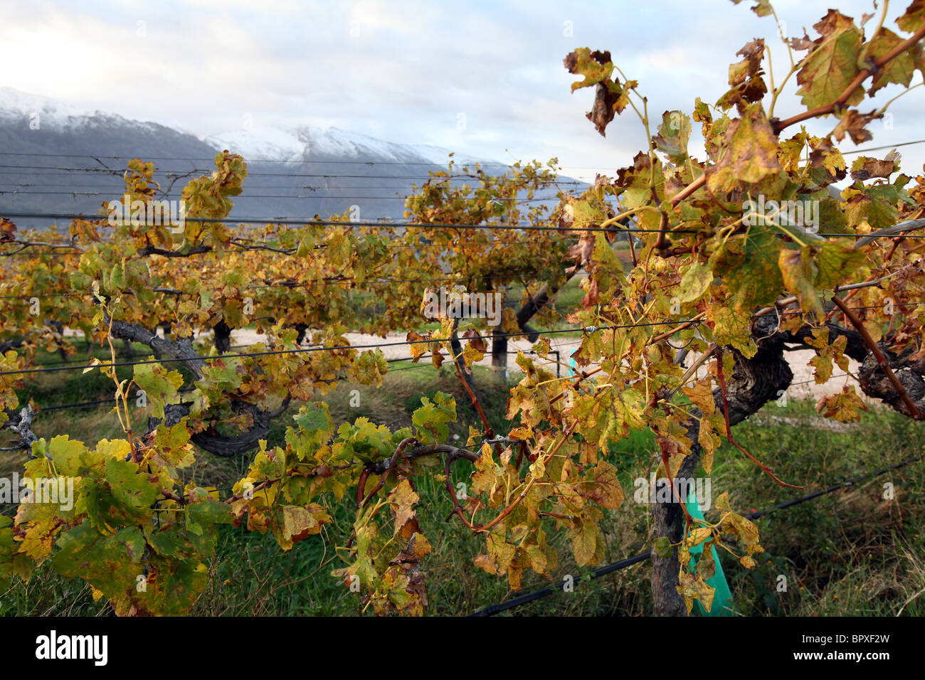 South Africa: Vineyard in the wine region of Western Cape Province near De Doorns, , Hex Valley Stock Photo