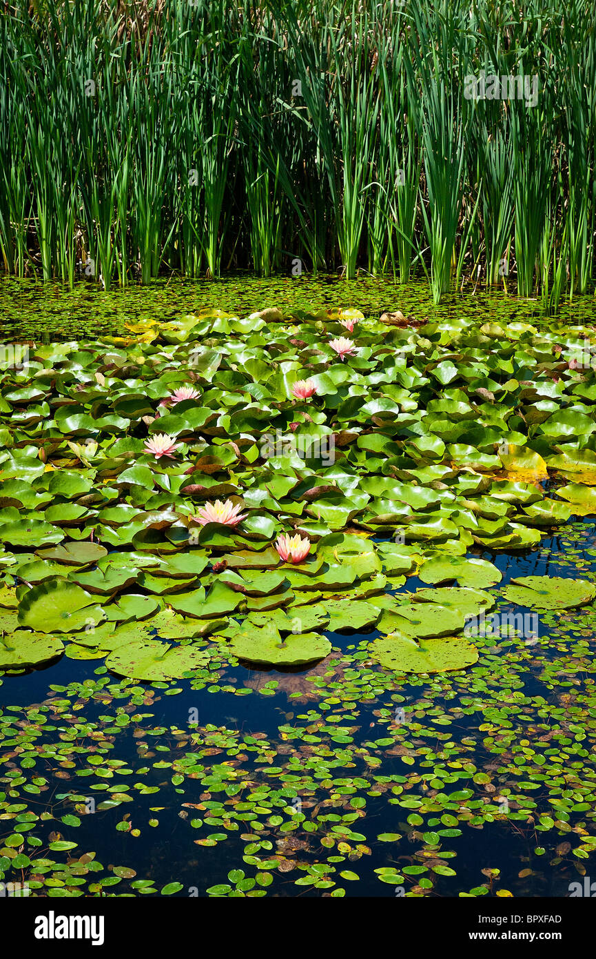 Flowering water lilly in a water garden. Stock Photo