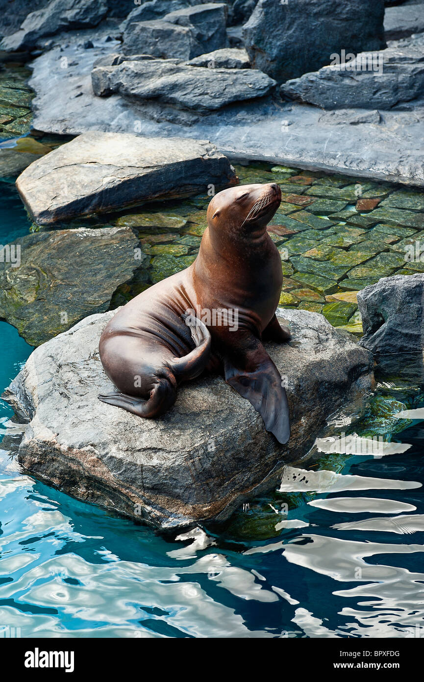 Sea lion sunning at an public Aquarium. Stock Photo