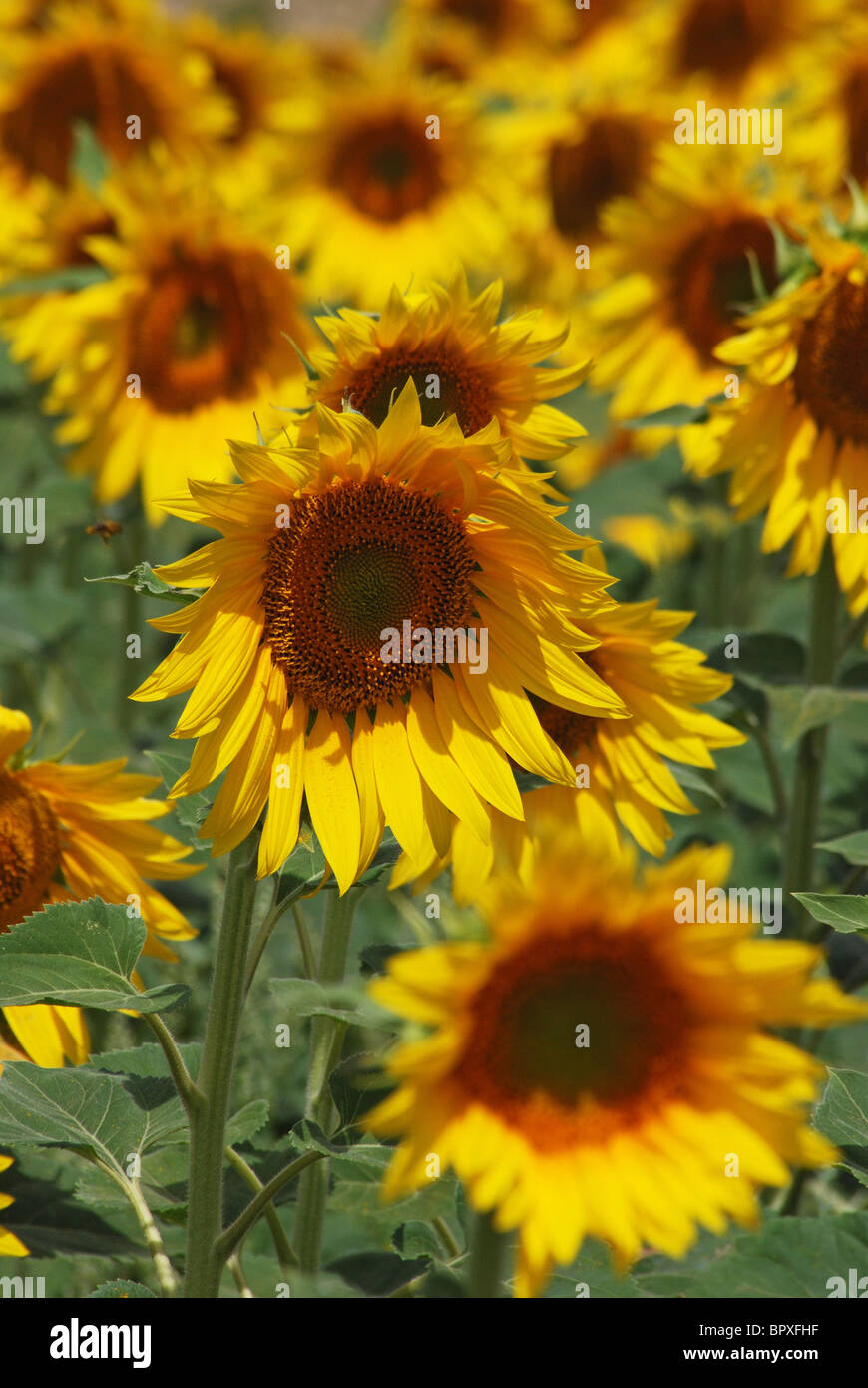 Sunflower field, Near Medina Sidonia, Cadiz Province, Andalucia, Spain, Western Europe. Stock Photo